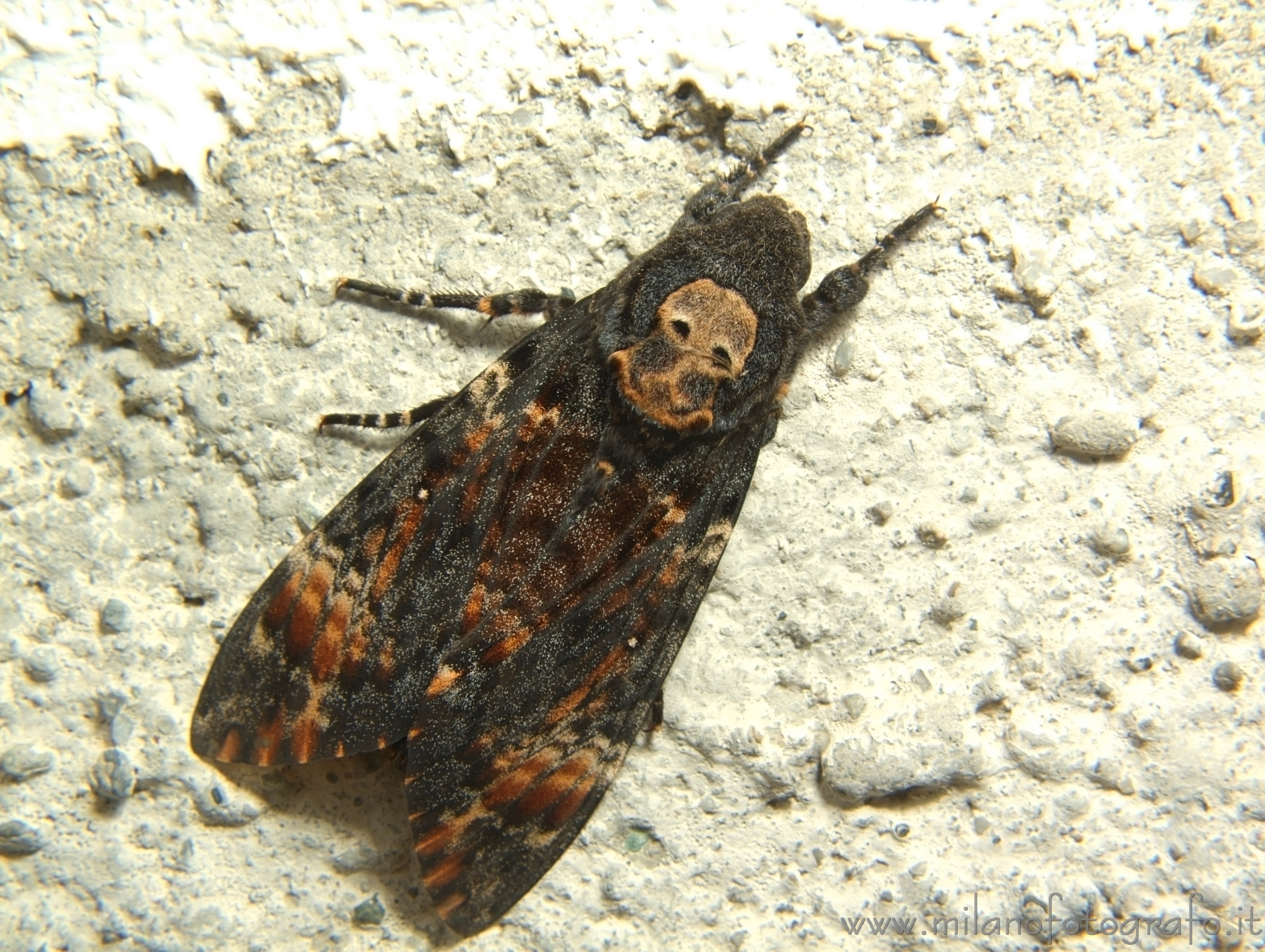 Campiglia Cervo (Biella): Sfinge testa di morto (Acherontia atropos) - Campiglia Cervo (Biella) Campiglia Cervo (Biella): Sfinge testa di morto (Acherontia atropos) - Campiglia Cervo (Biella)
