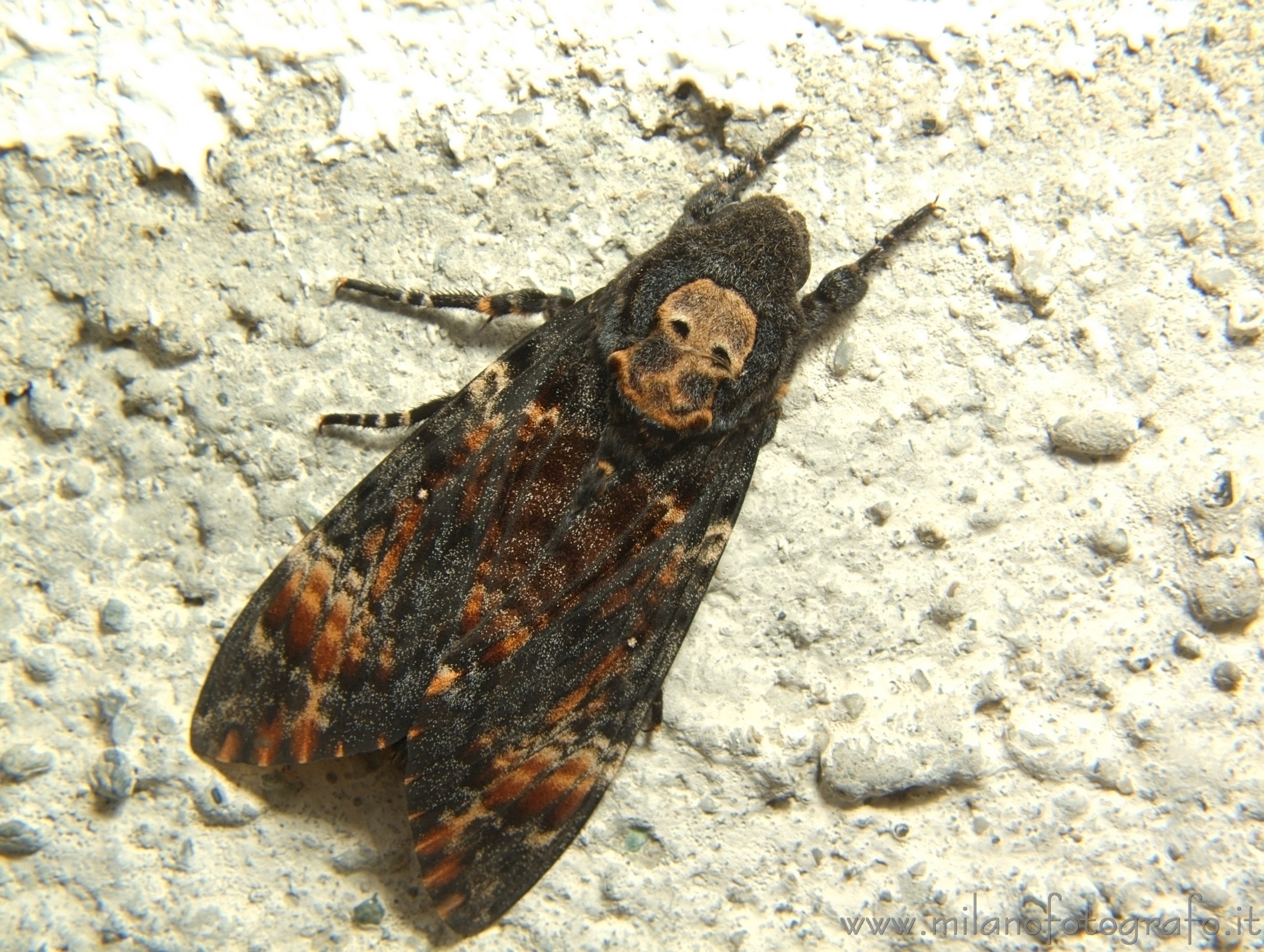 Campiglia Cervo (Biella, Italy): Death's-head hawkmoth (Acherontia atropos) - Campiglia Cervo (Biella, Italy)