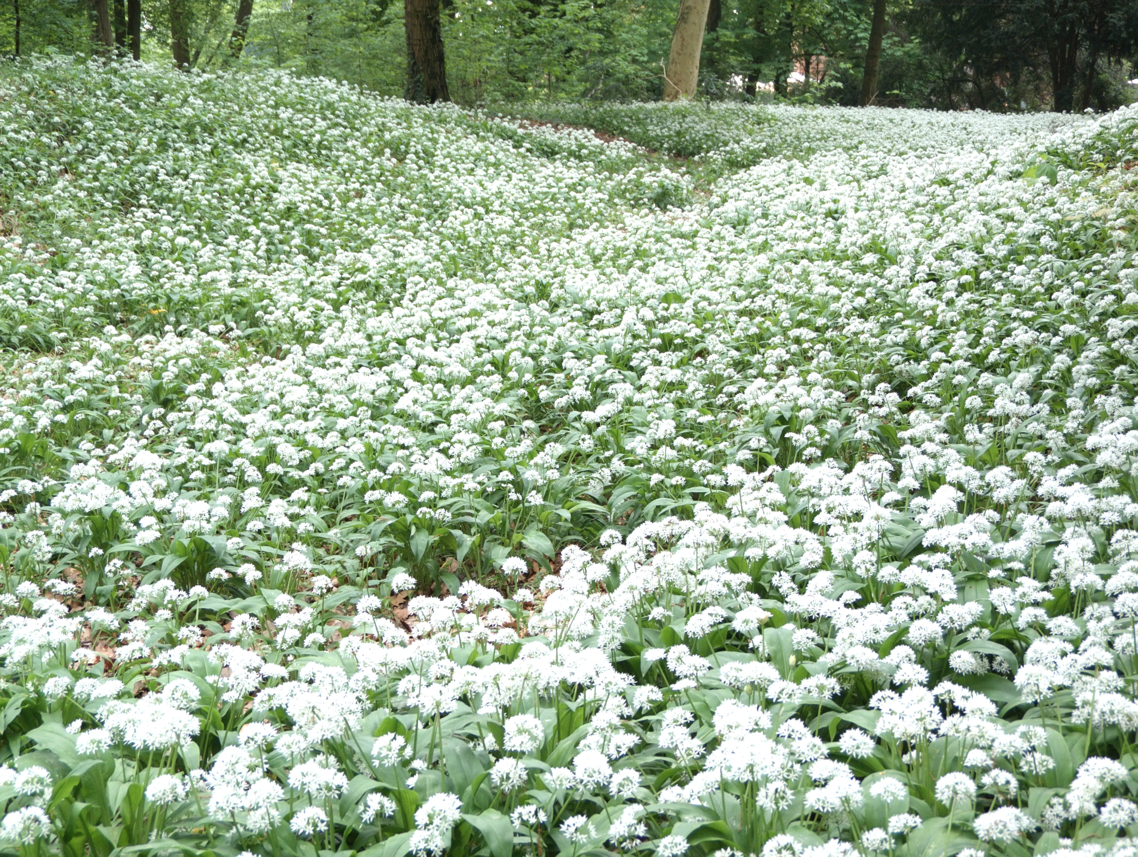Monza (Monza e Brianza, Italy): Wild garlic flowers in the Park of Monza - Monza (Monza e Brianza, Italy)