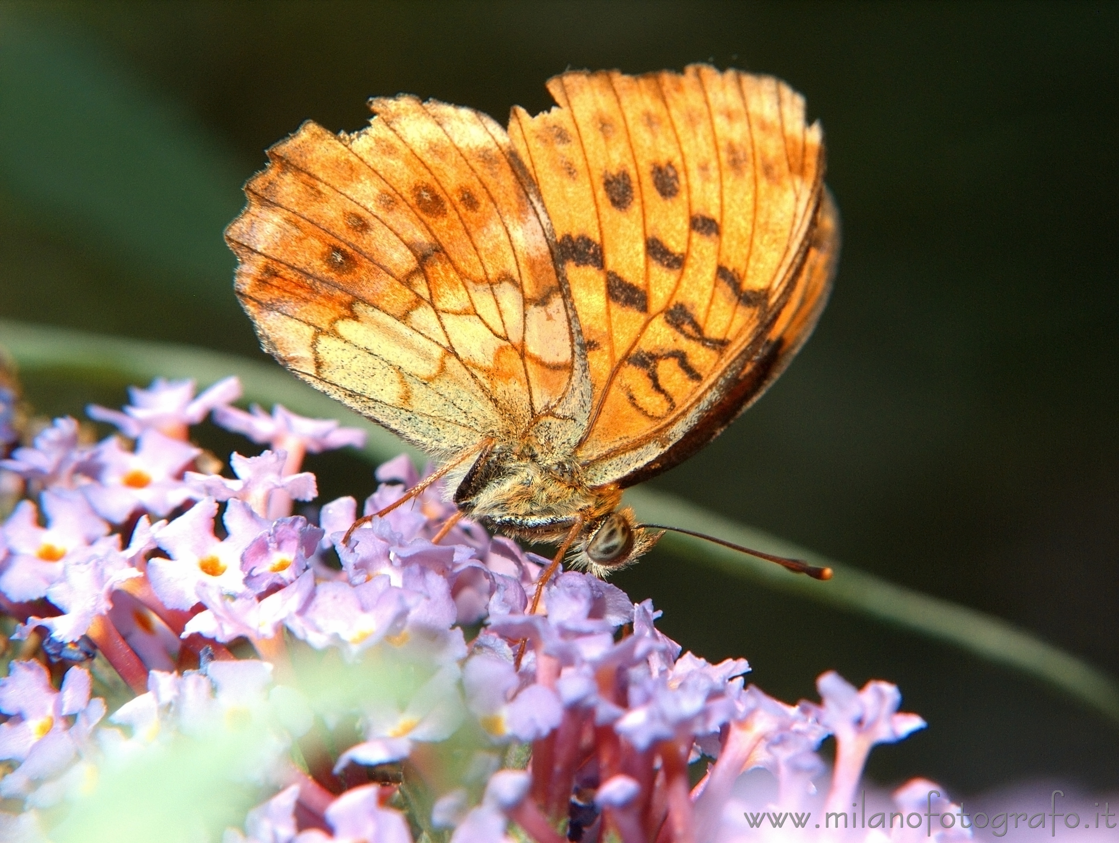 Cadrezzate (Varese, Italy): Butterfly Argynnis paphia on Buddleja davidii - Cadrezzate (Varese, Italy)