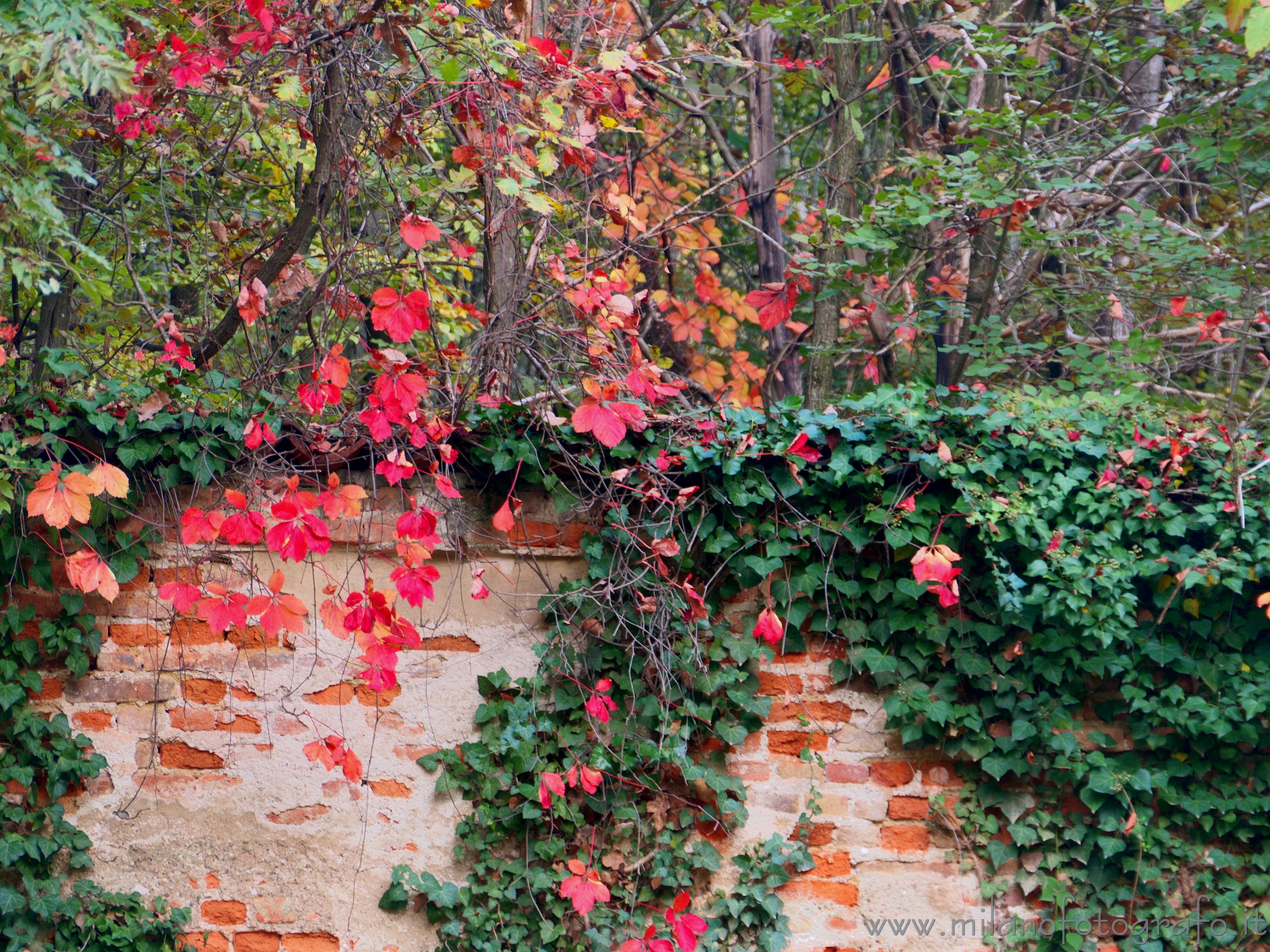 Bollate (Milan, Italy): Autumn colors in the park of Villa Arconati - Bollate (Milan, Italy)