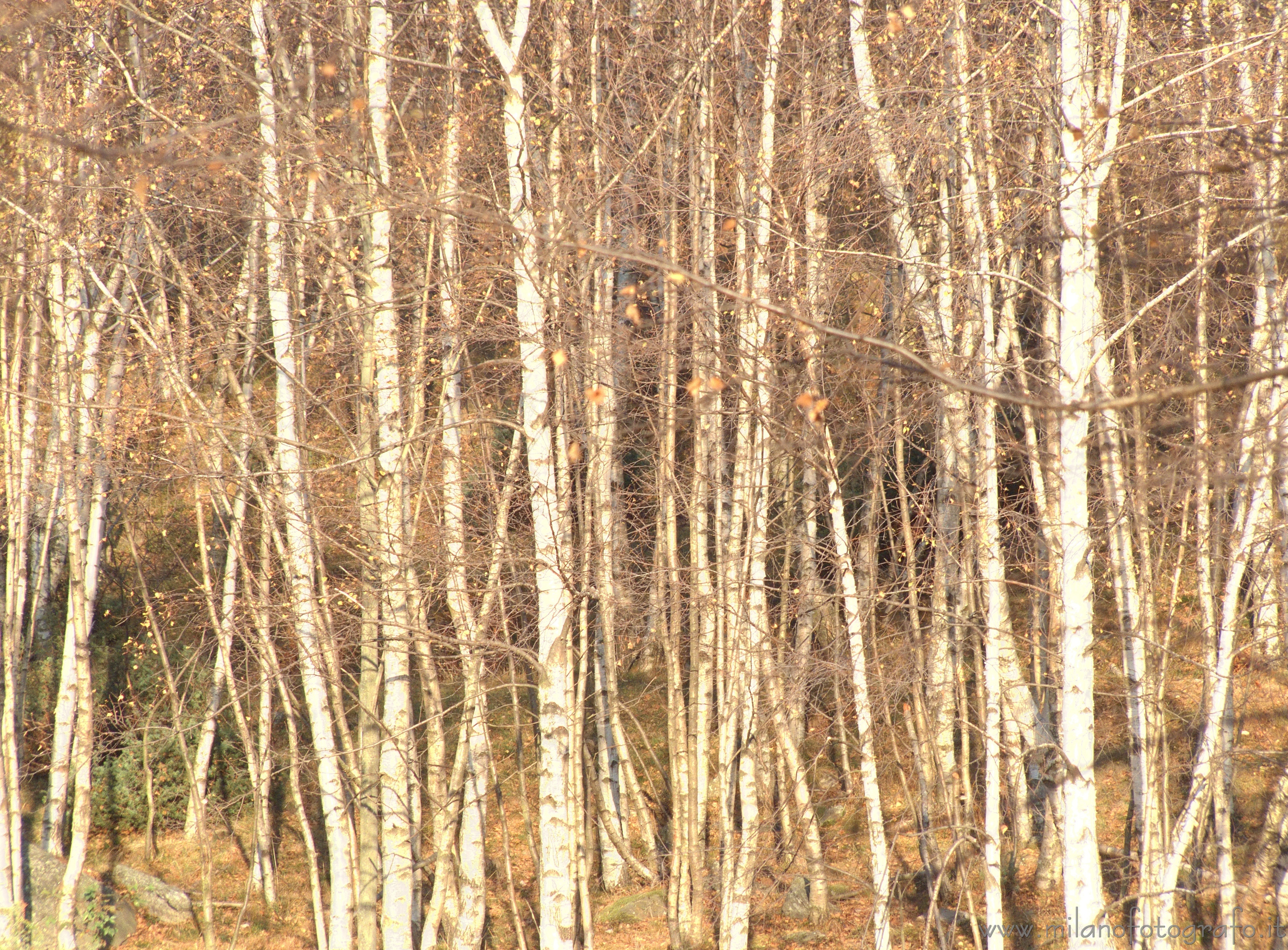 Piaro (Biella): Fitto boschetto di betulle - Piaro (Biella)