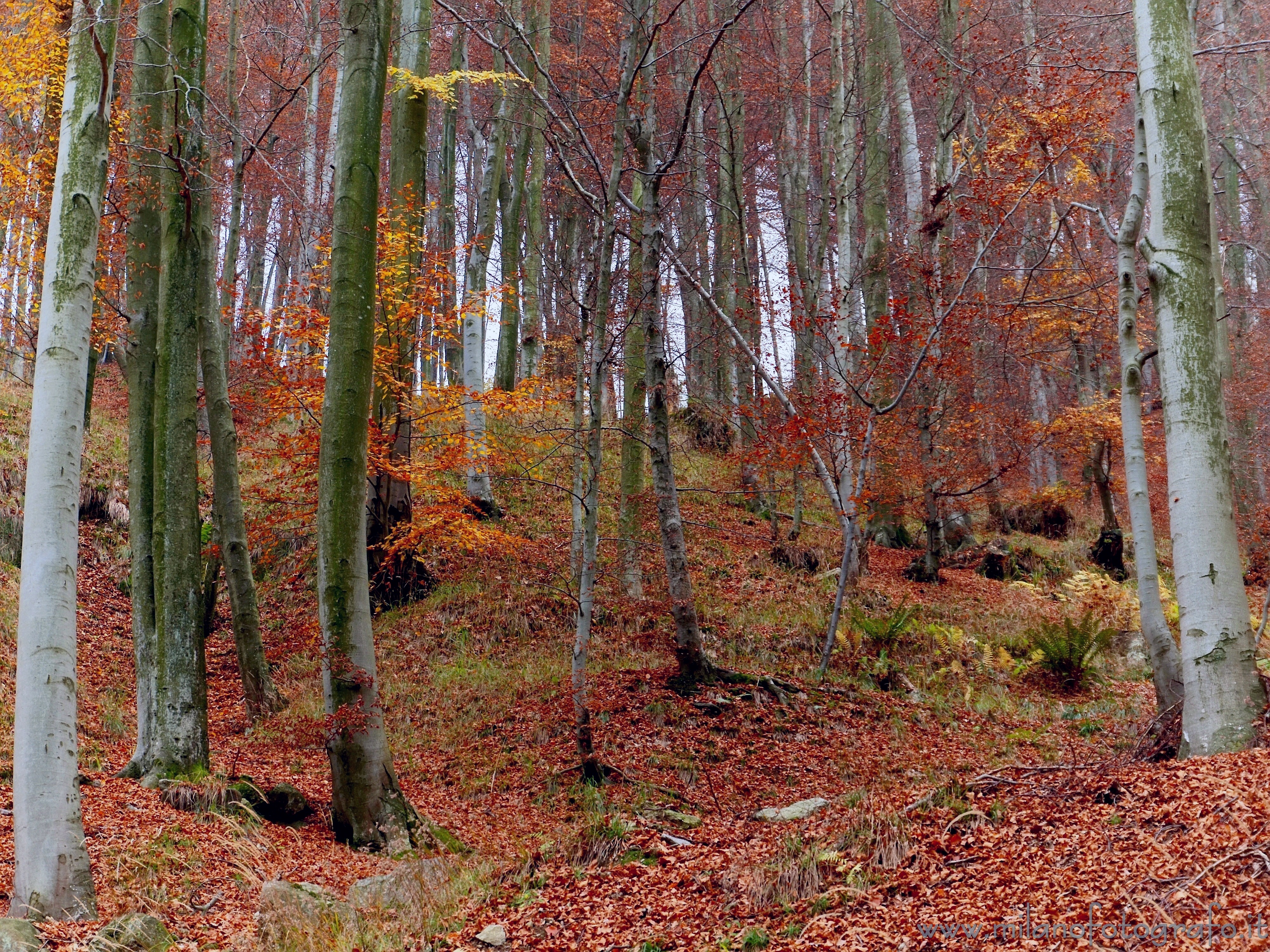 Campiglia / San Paolo Cervo (Biella, Italy): Colors of the beech forest in autumn - Campiglia / San Paolo Cervo (Biella, Italy)