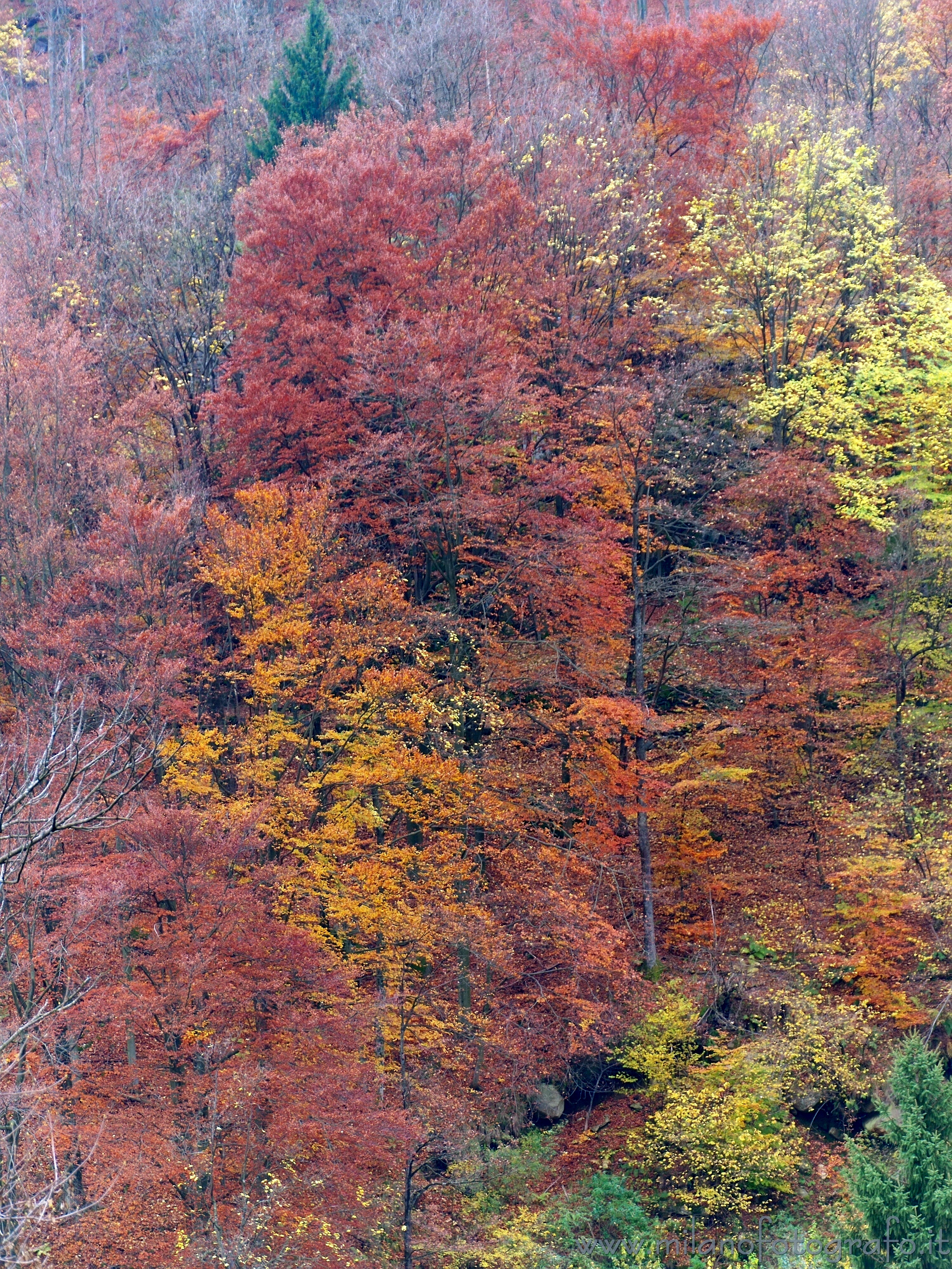 Campiglia / San Paolo Cervo (Biella): Bosco con i colori dell'autunno - Campiglia / San Paolo Cervo (Biella)