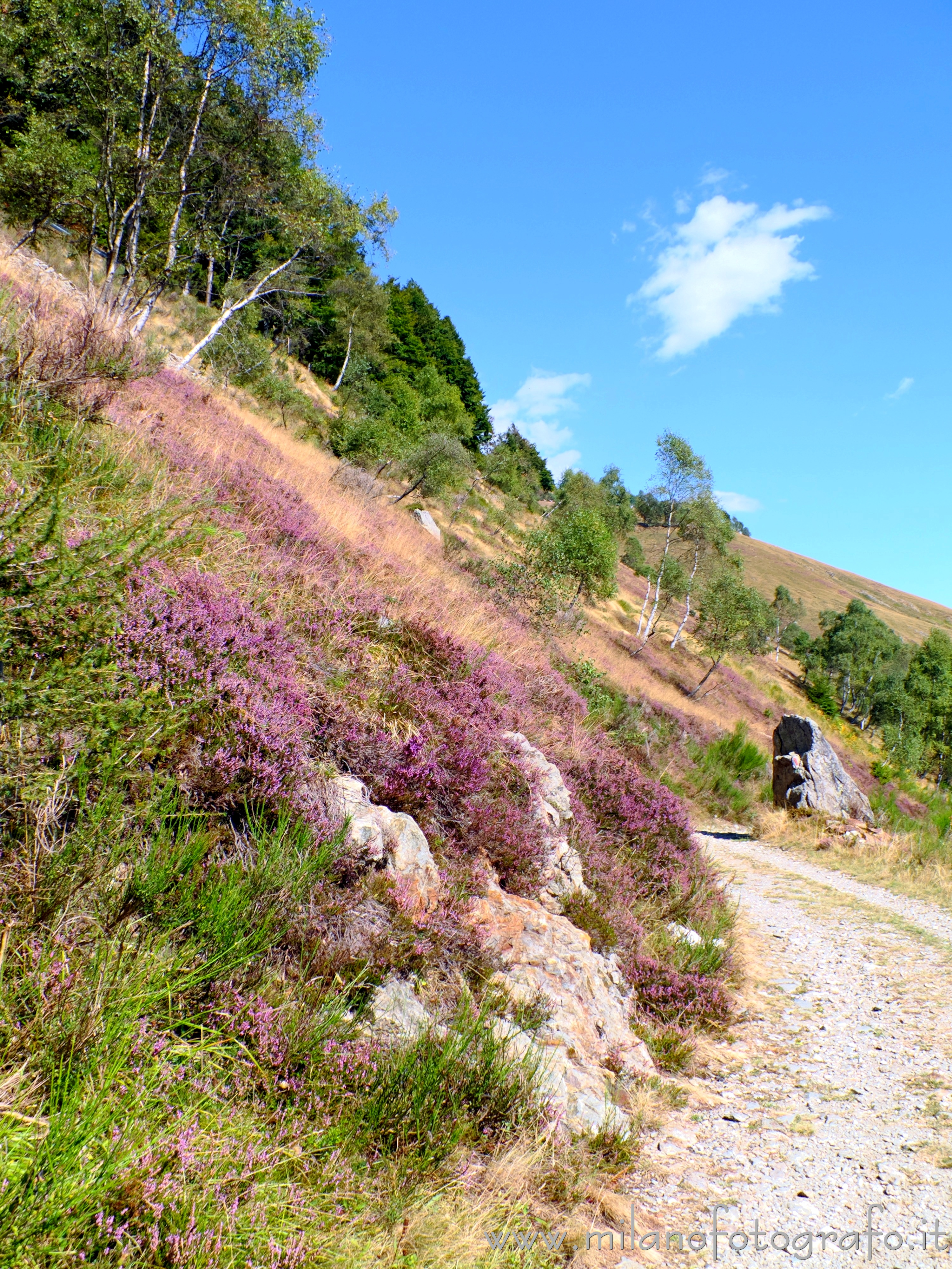 Tavigliano (Biella, Italy): Meadows with flowering heather in Bocchetto Sessera (Bielmonte) - Tavigliano (Biella, Italy)