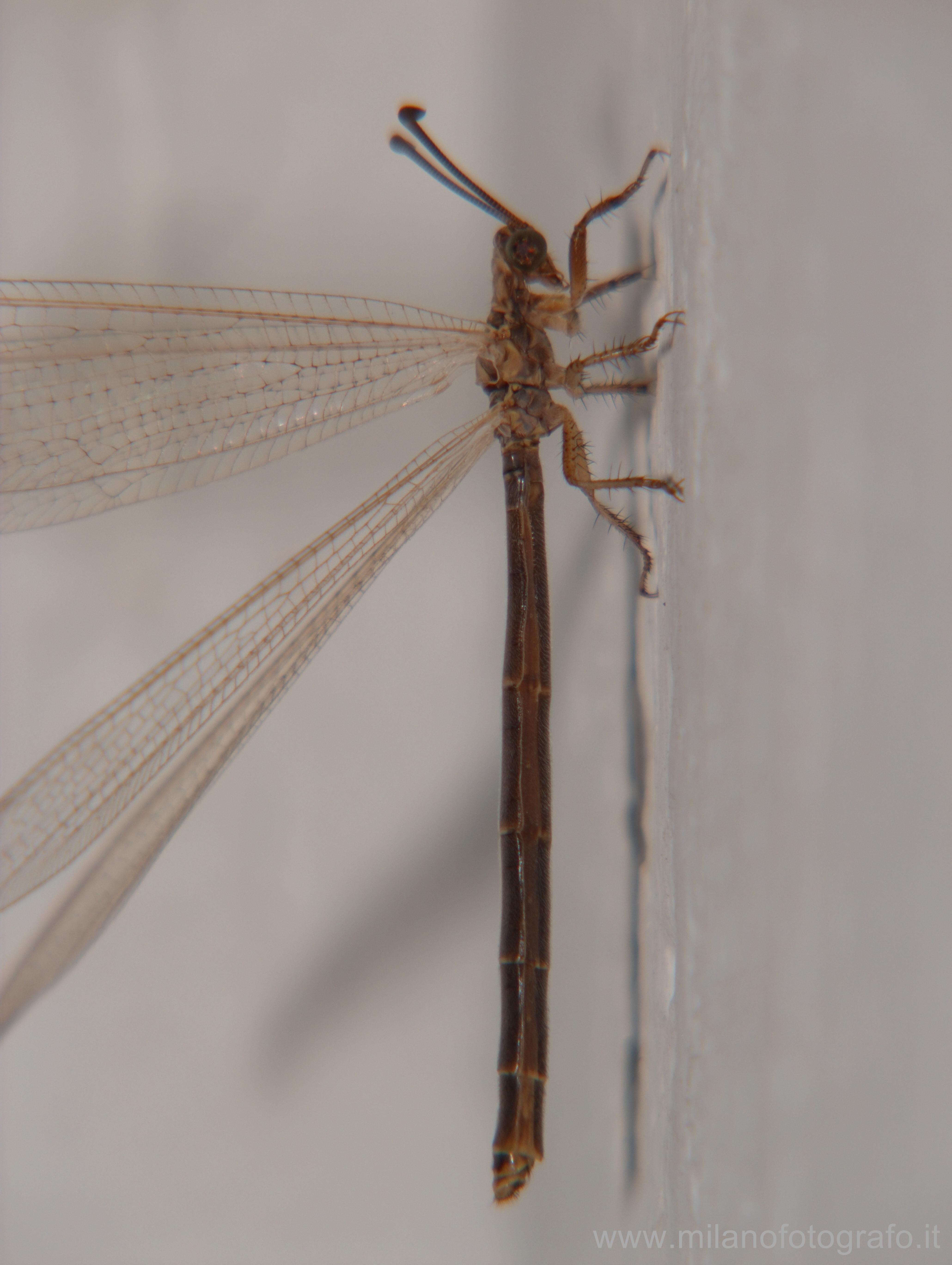 Taviano (Lecce): Adulto di Myrmeleontidae (formica leone) - Taviano (Lecce)