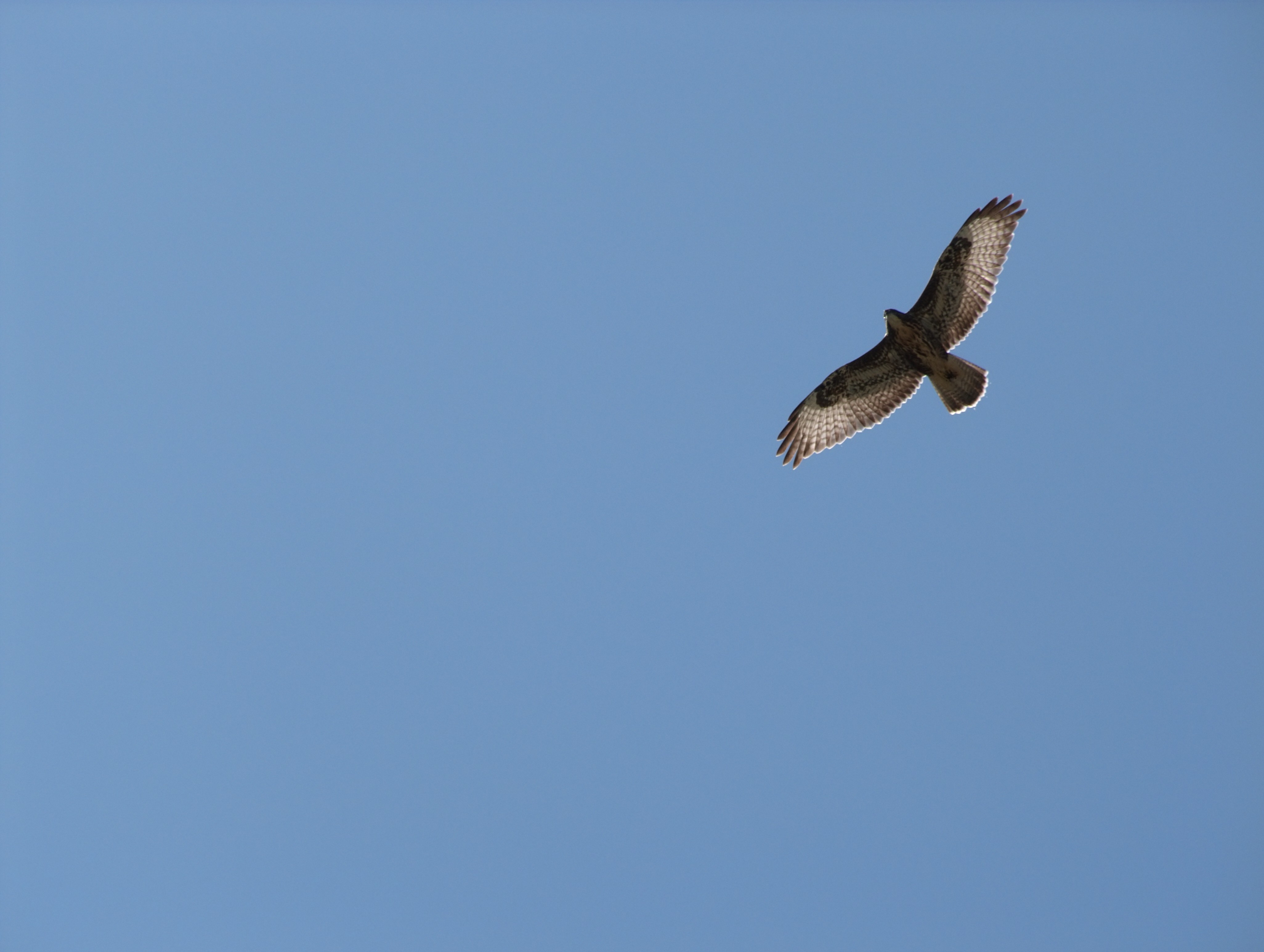 Campiglia Cervo (Biella, Italy): Common buzzard in flight - Campiglia Cervo (Biella, Italy)