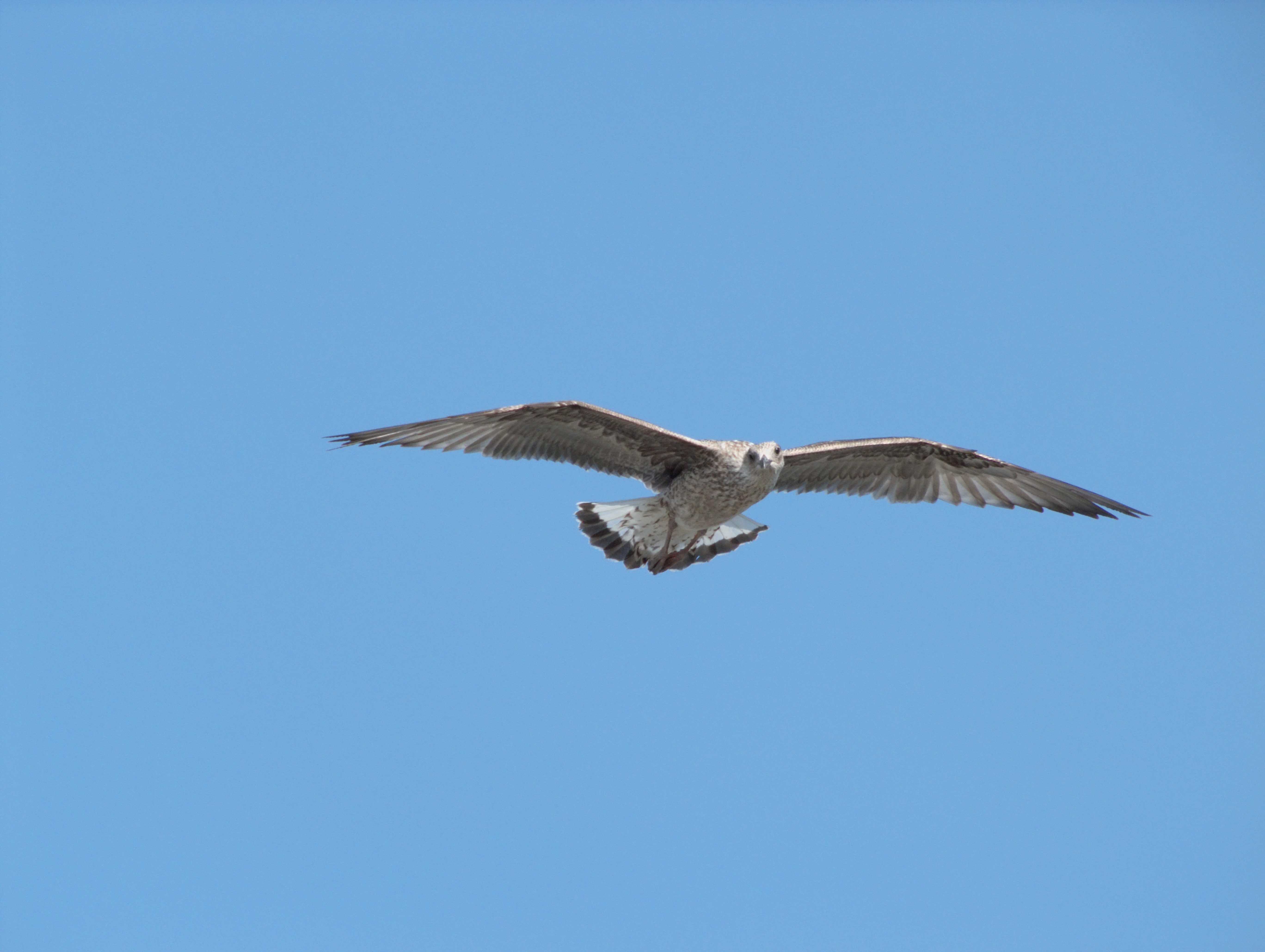 Cattolica (Rimini, Italy) - Young flying seagull