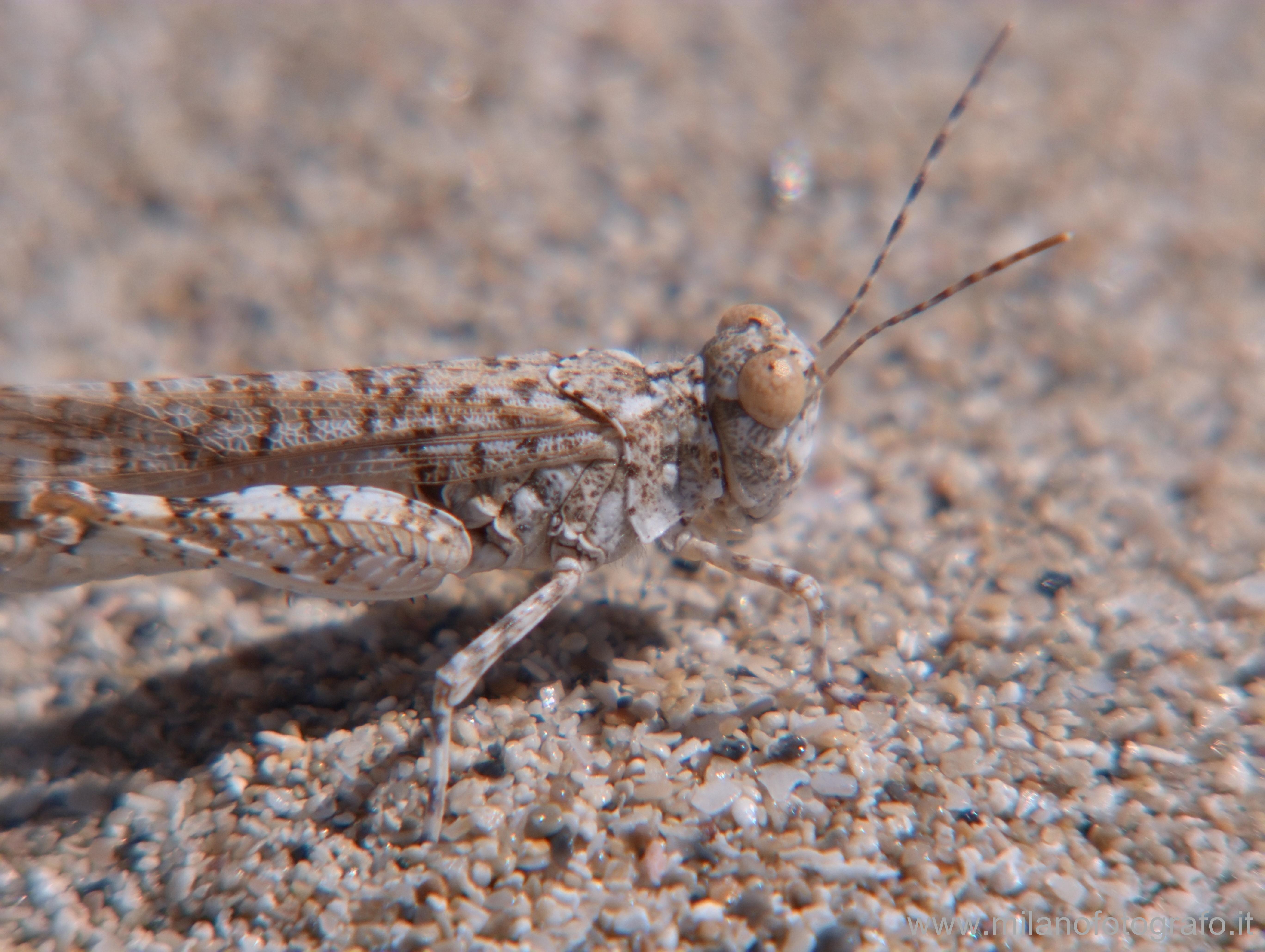 Baia Verde fraction of Gallipoli (Lecce, Italy): Sand grashopper - Baia Verde fraction of Gallipoli (Lecce, Italy)