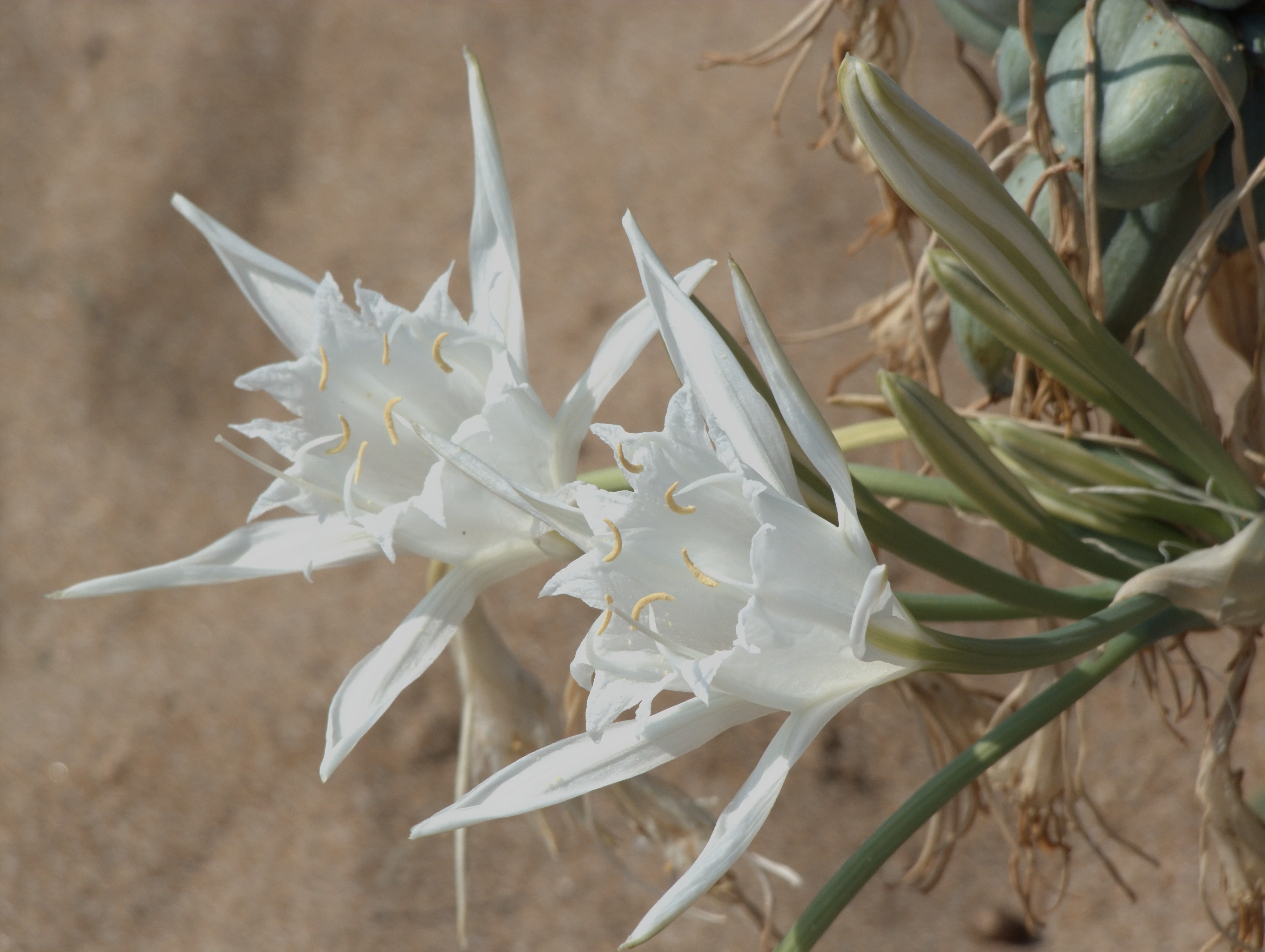 Korfu (Greece): White lilium on a beache in Korfu - Korfu (Greece)