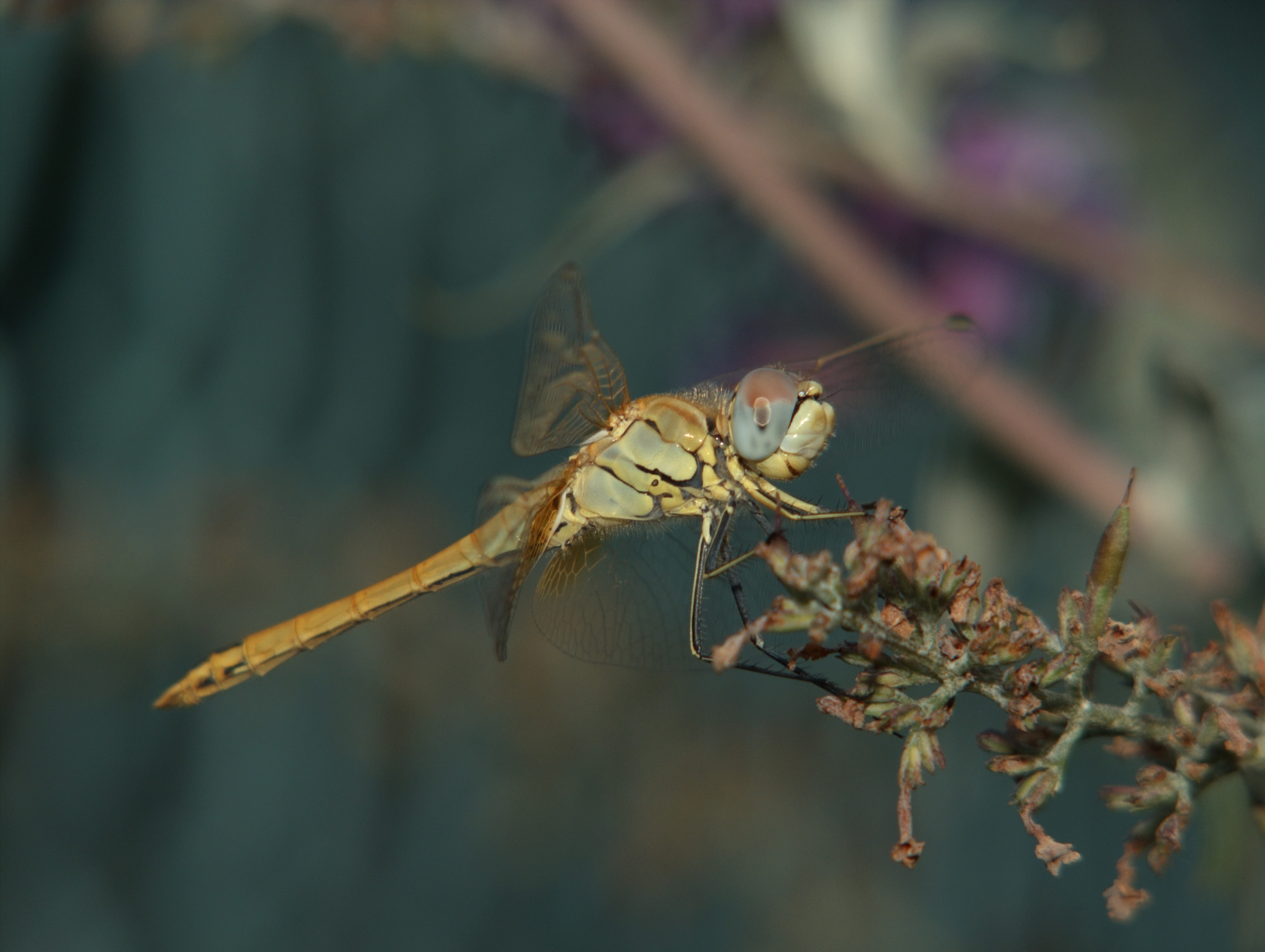 Campiglia Cervo (Biella, Italy): Dragonfly Sympetrum fonscolombii - Campiglia Cervo (Biella, Italy)