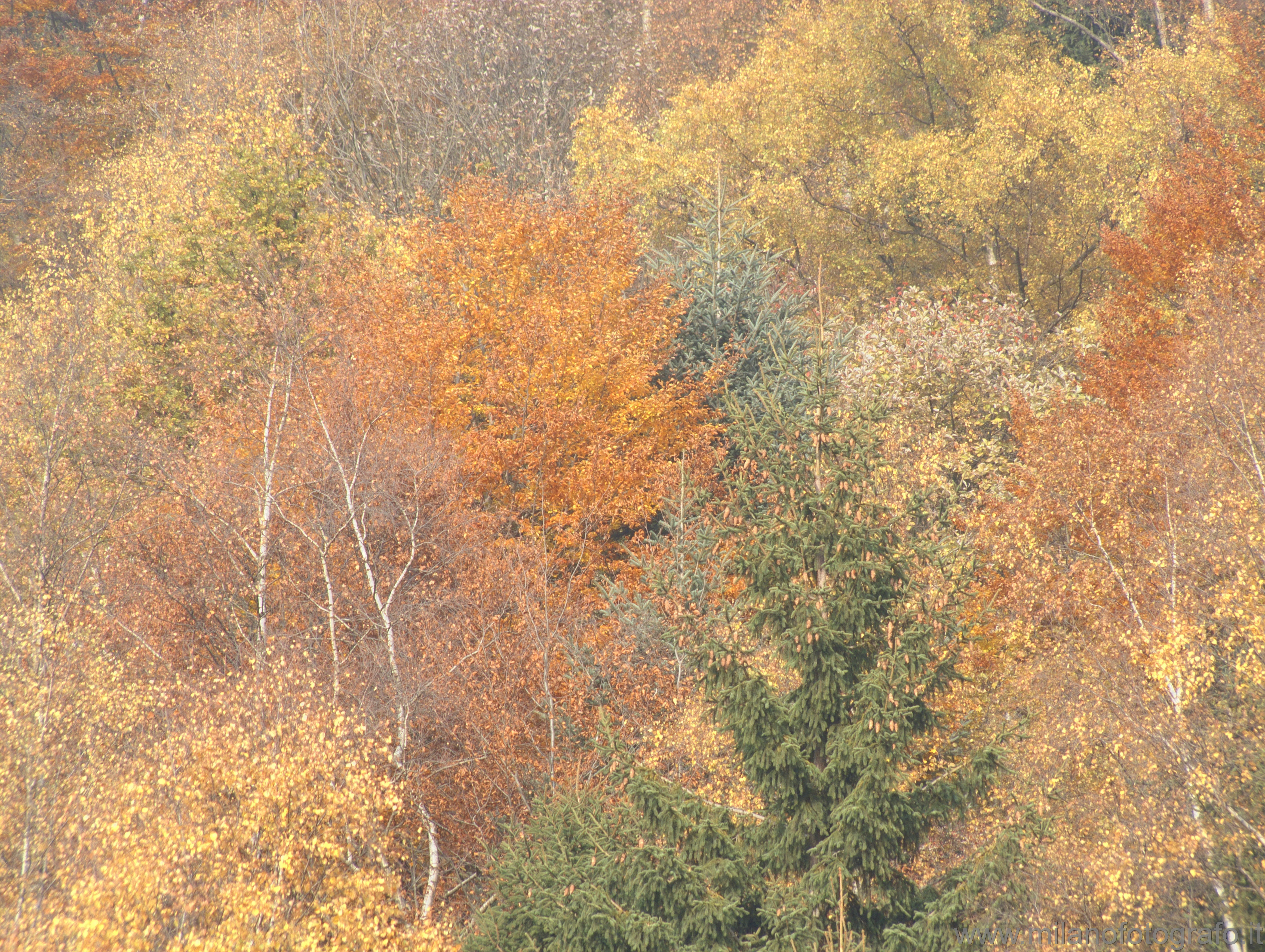 Panoramic Road Zegna (Biella, Italy): Autumn woods - Panoramic Road Zegna (Biella, Italy)