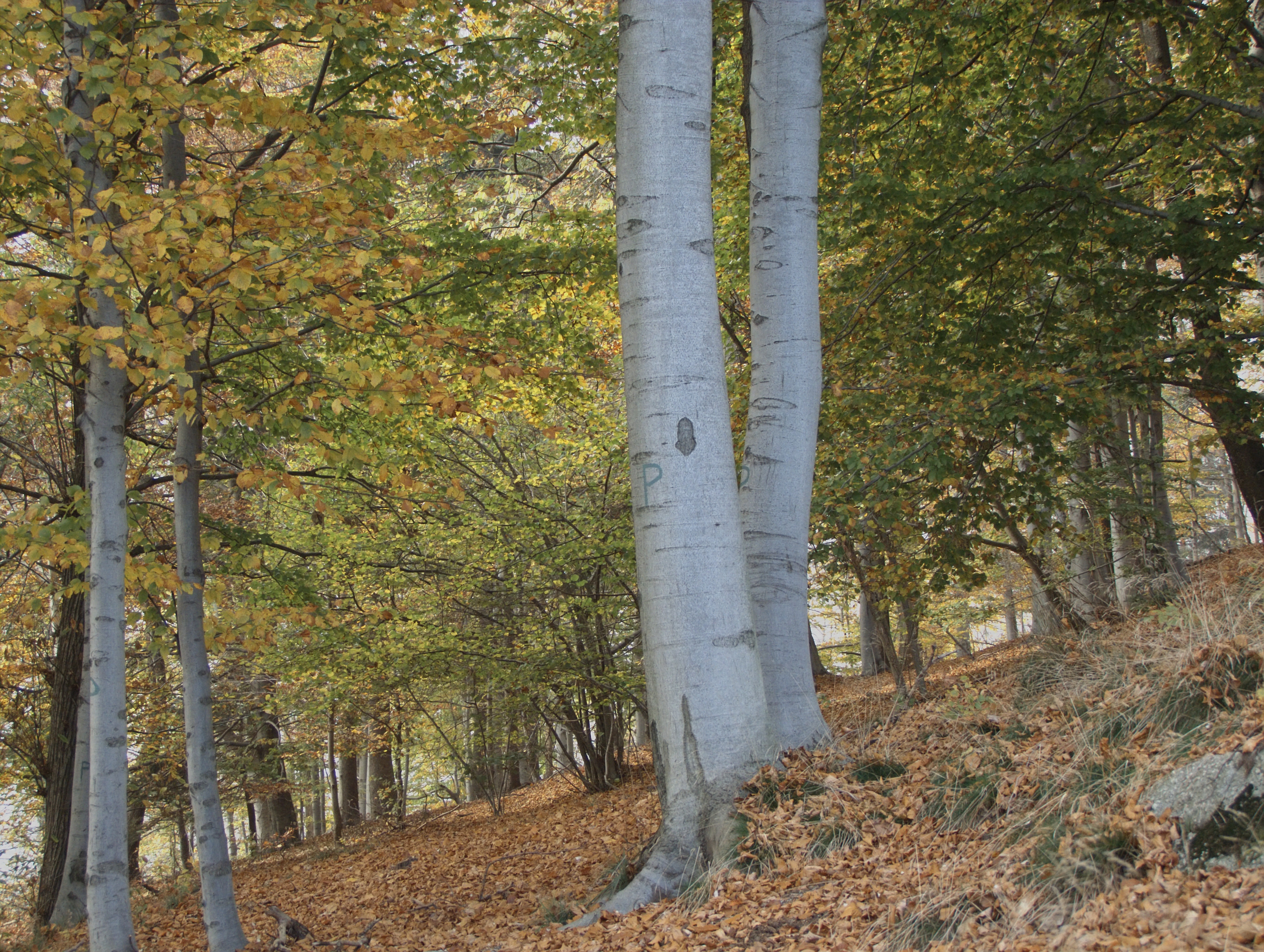 Piaro (Biella, Italy): Authumn colors in the woods above Biella - Piaro (Biella, Italy)