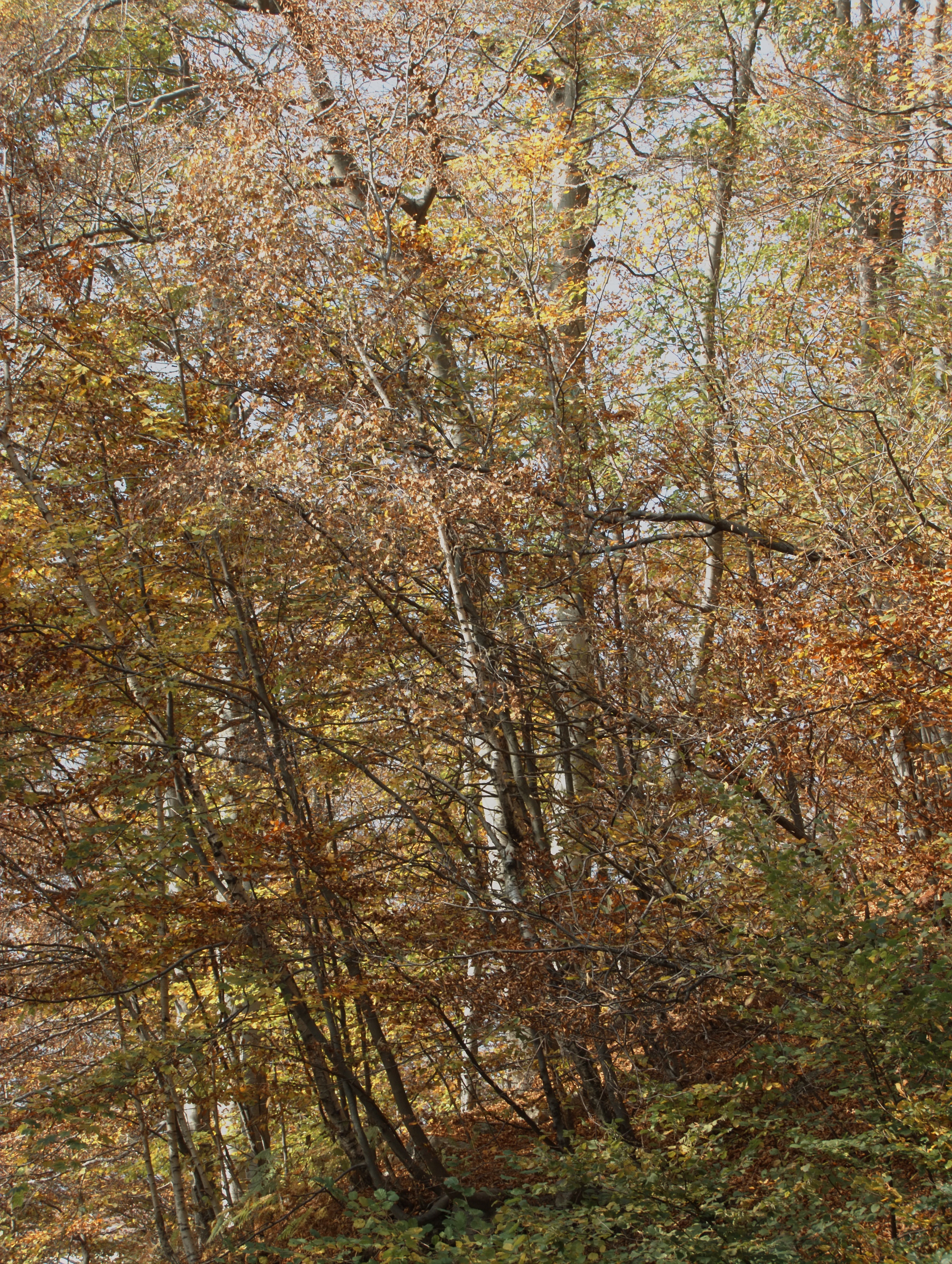 Piaro (Biella): Bosco sopra Biella in autunno - Piaro (Biella)