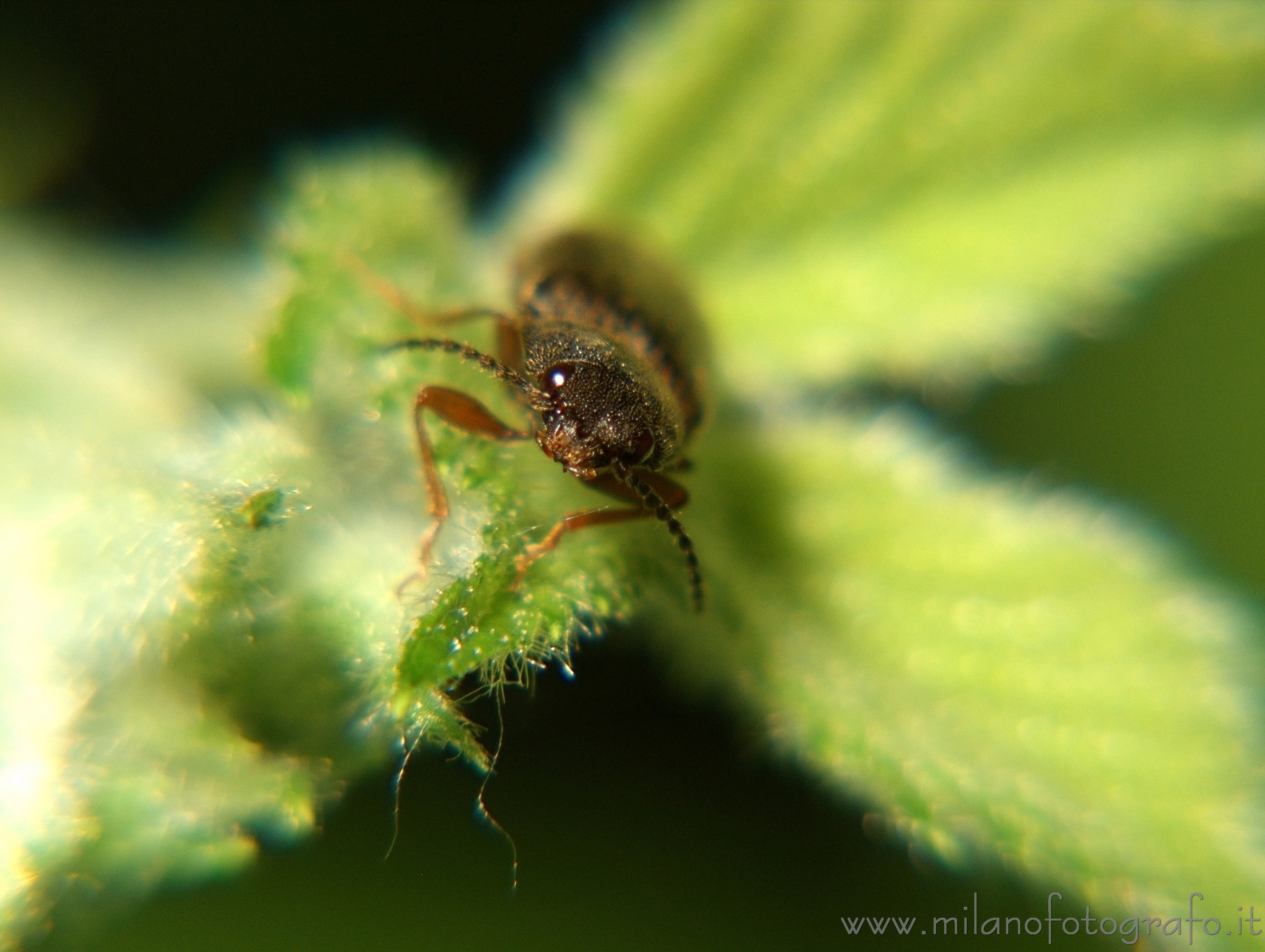 Cadrezzate (Varese, Italy): Portrait of an elateride beetle - Cadrezzate (Varese, Italy)