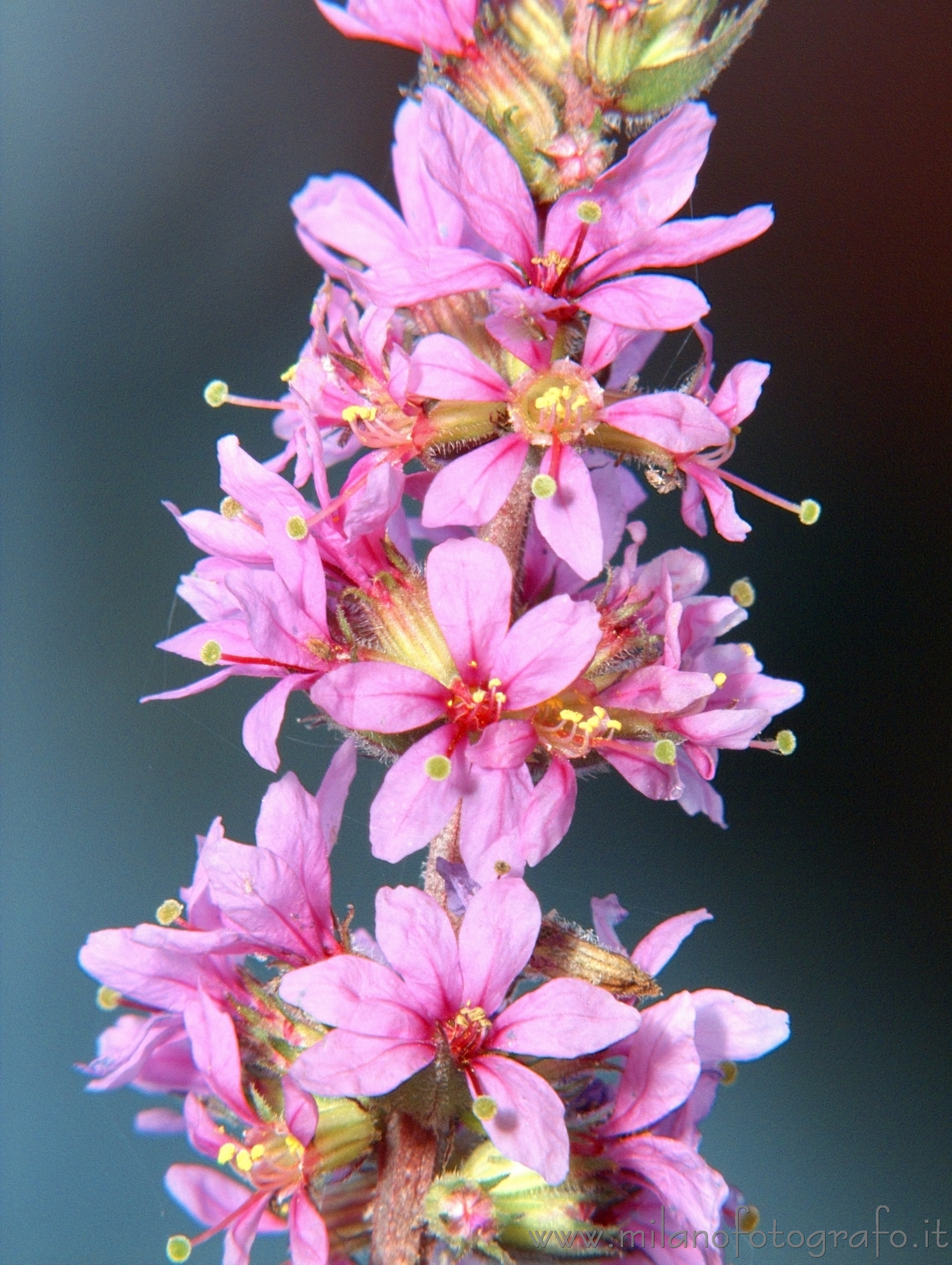 Cadrezzate (Varese, Italy): Summer flowers with Lake Monate on the background - Cadrezzate (Varese, Italy)