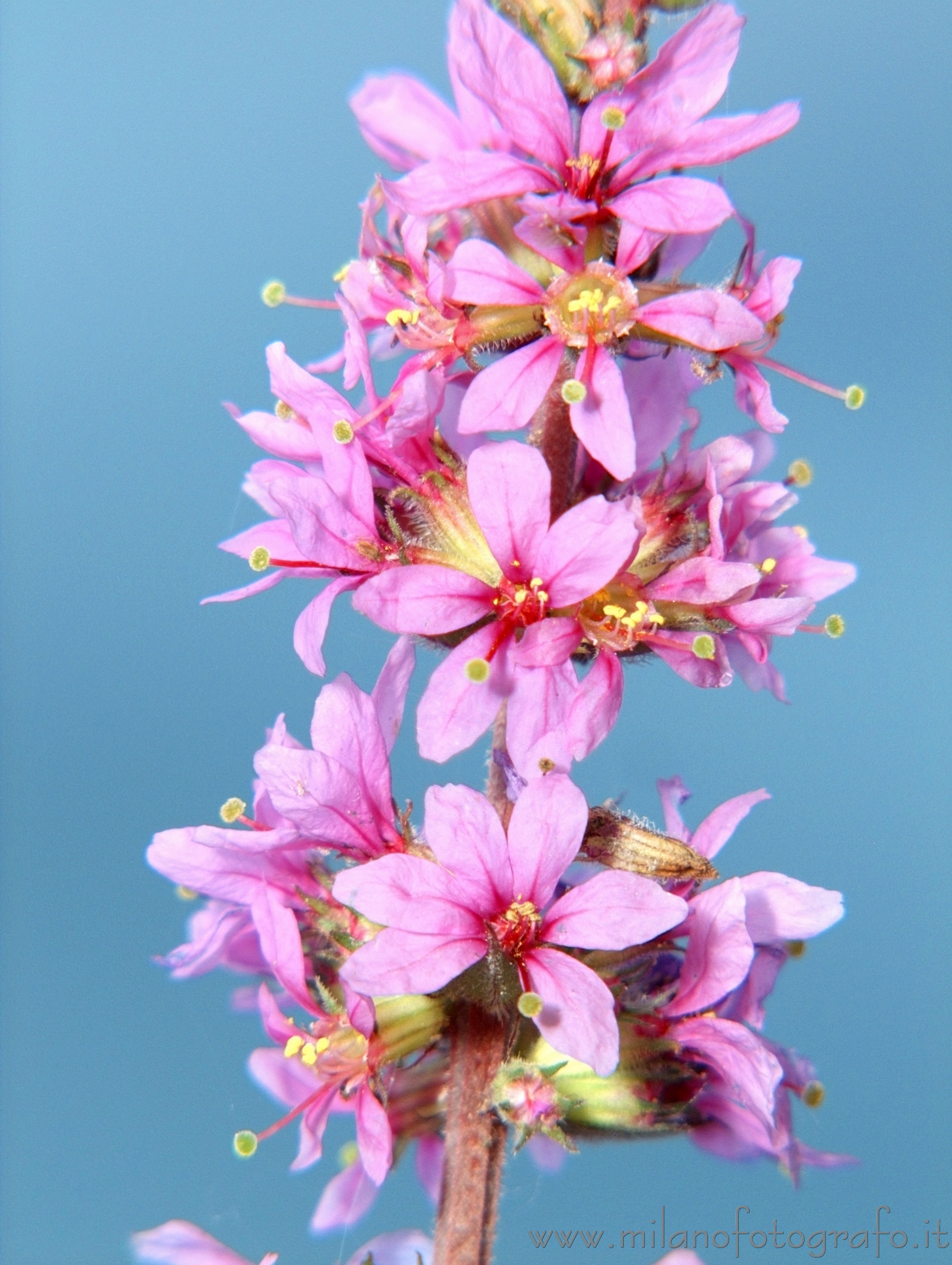 Cadrezzate (Varese, Italy): Summer flowers on the border of Lake Monate - Cadrezzate (Varese, Italy)