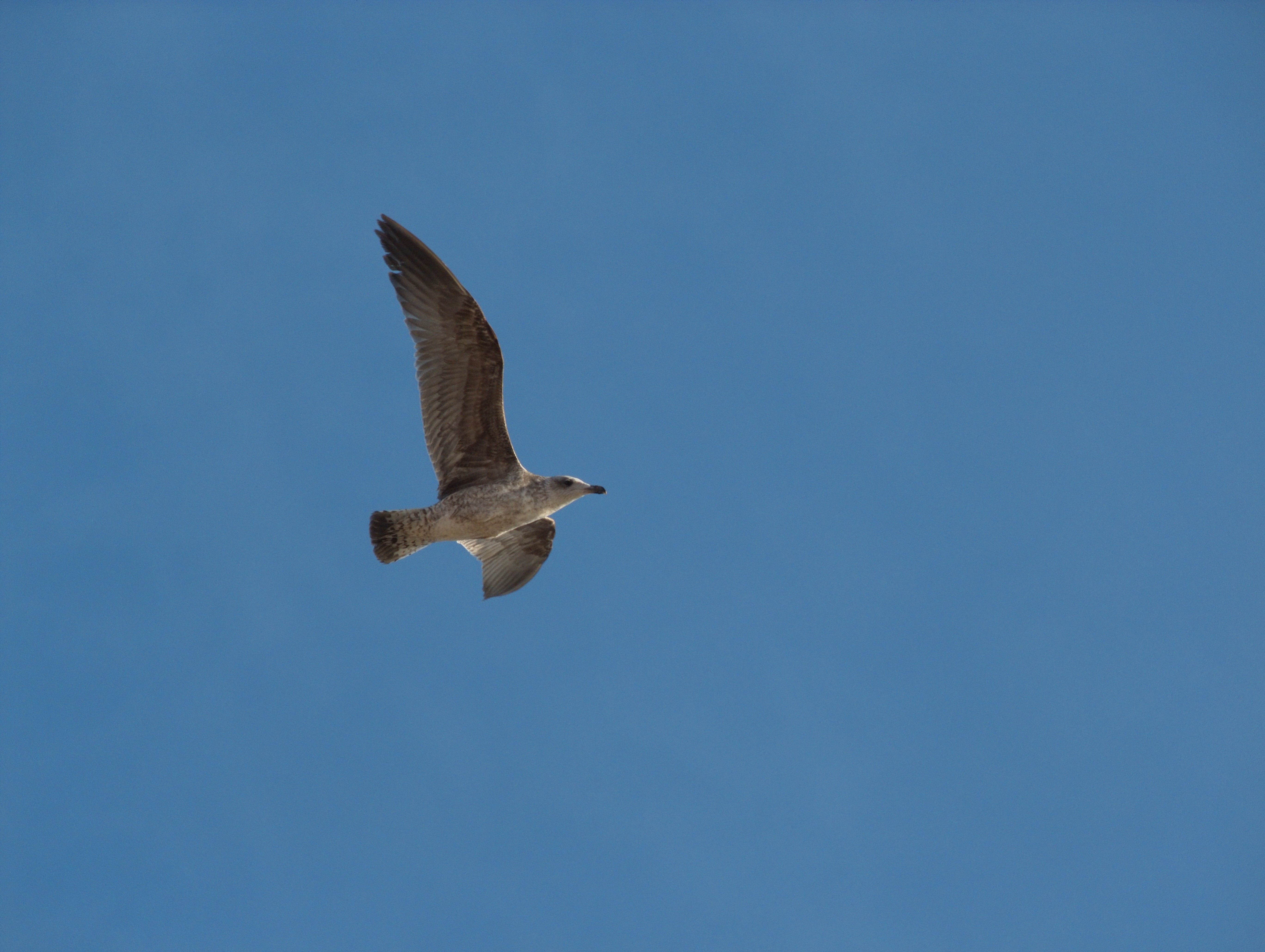 Ventimiglia (Imperia): Giovane gabbiano reale in volo - Ventimiglia (Imperia)