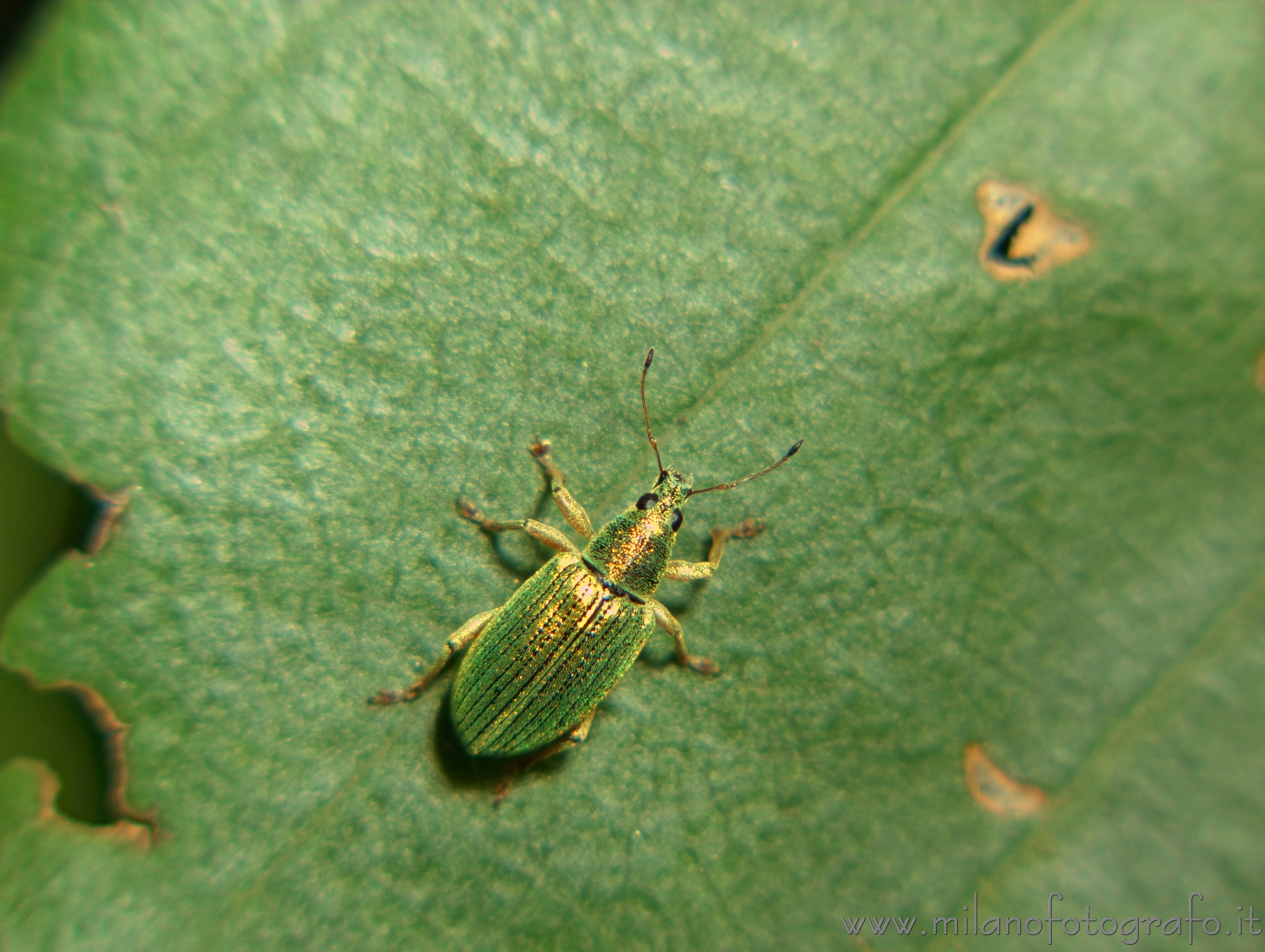 Cadrezzate (Varese, Italy) - Curculionid beetle of the genus 
Phyllobius
