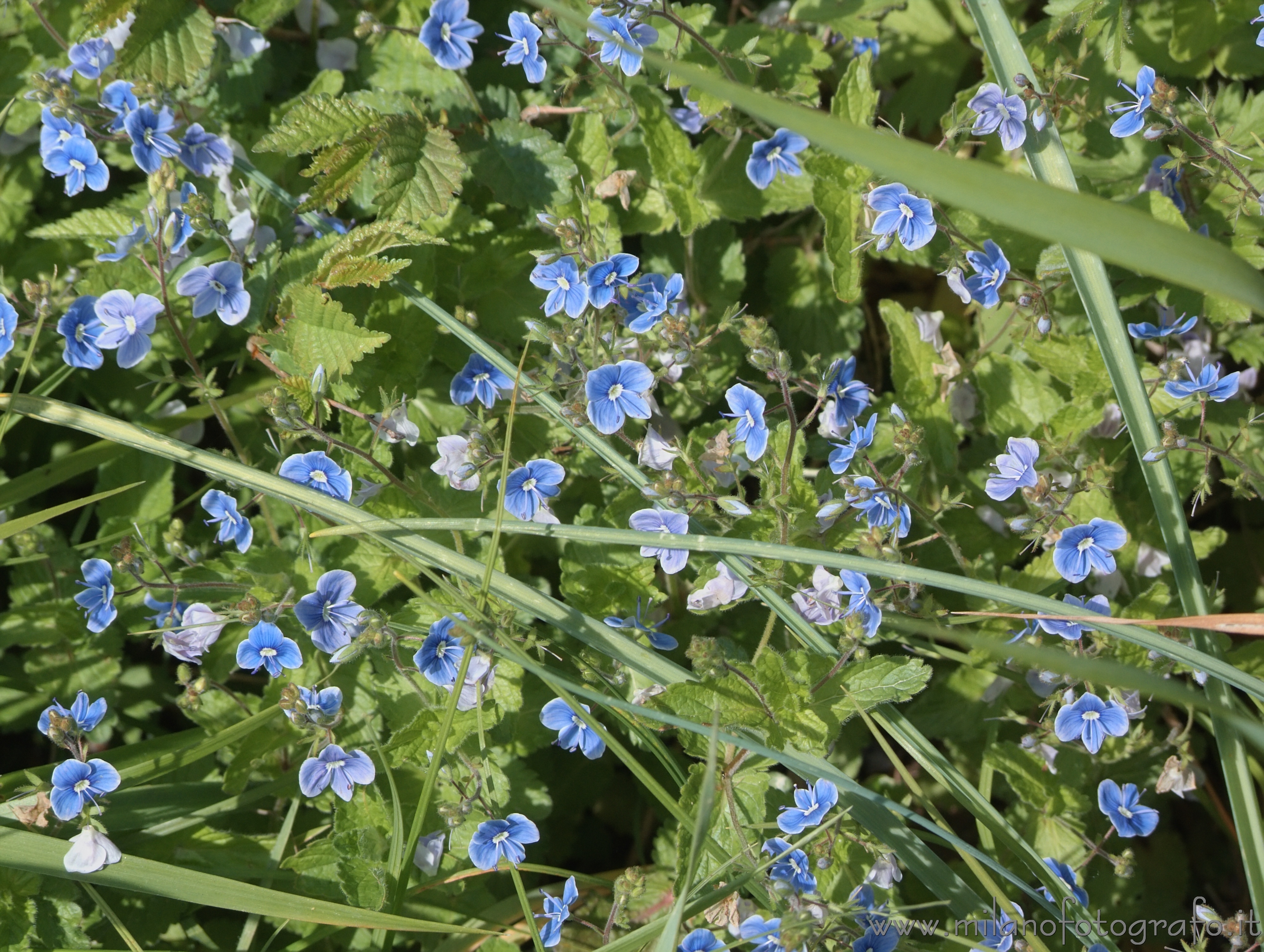 Zavatterello (Pavia, Italy): Blue spring flowers - Zavatterello (Pavia, Italy)