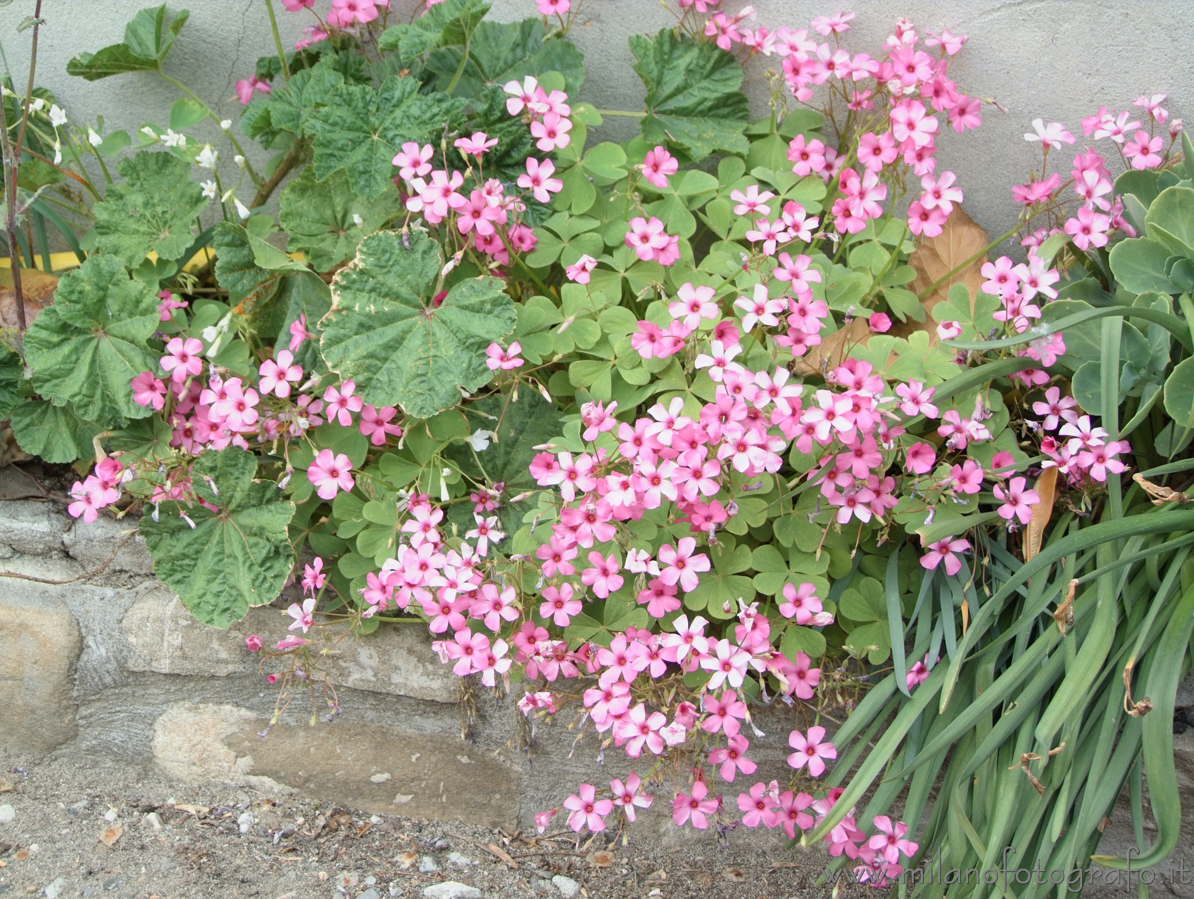 Zavatterello (Pavia): Fiorellini primaverili - Zavatterello (Pavia)