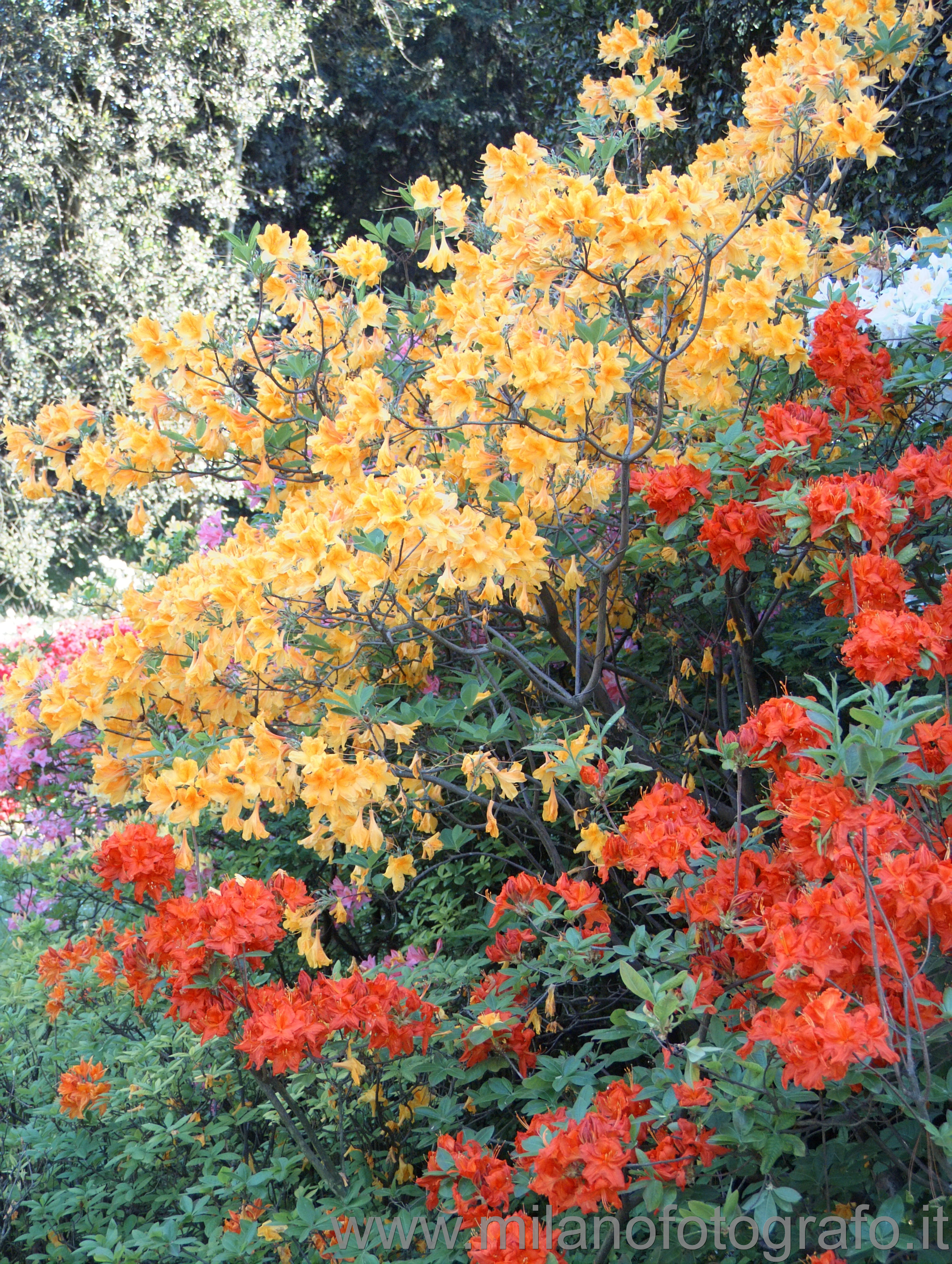 Minoprio (Como, Italy): Azalea bushes - Minoprio (Como, Italy)