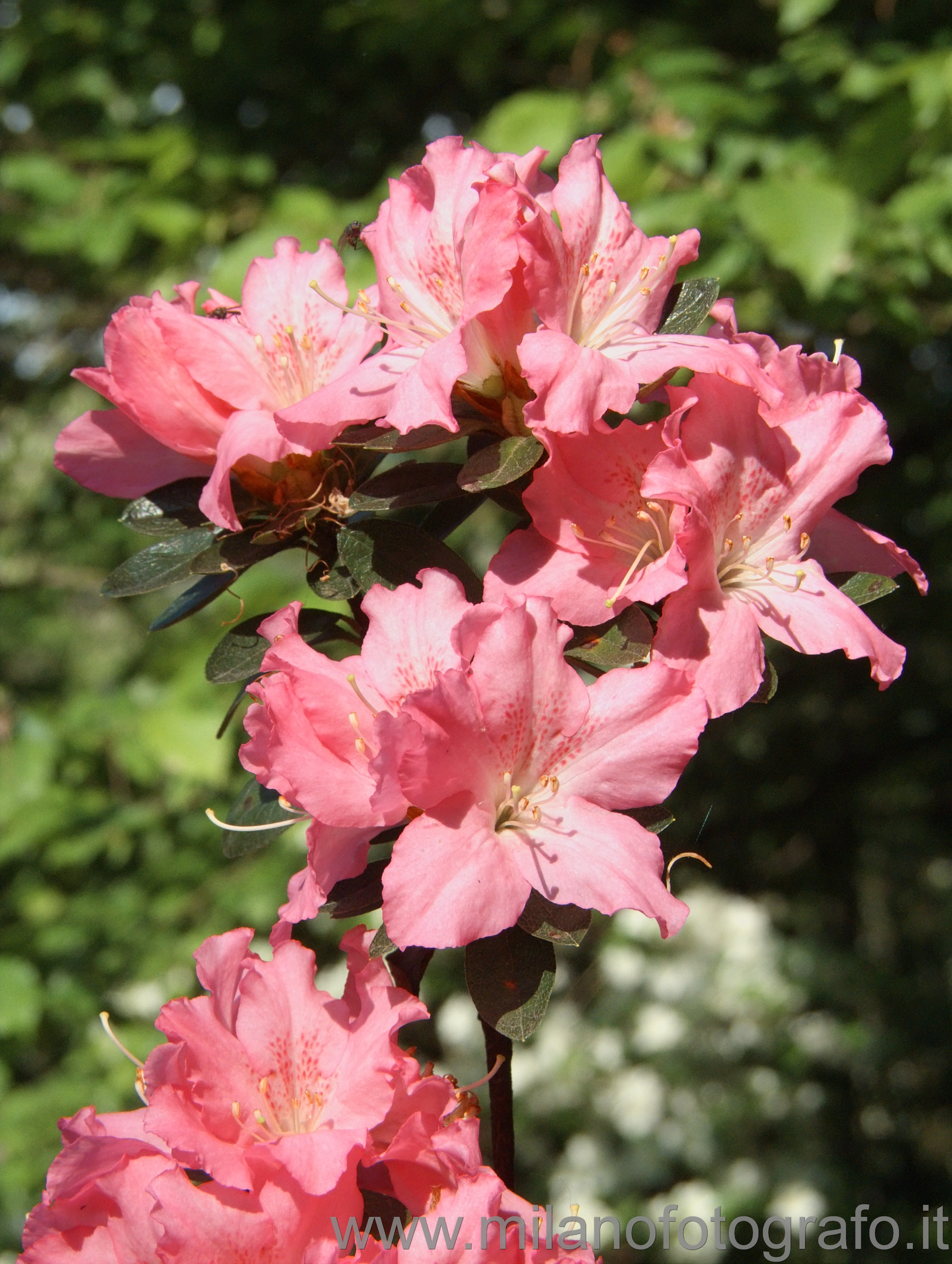 Minoprio (Como, Italy): Azalea - Minoprio (Como, Italy)