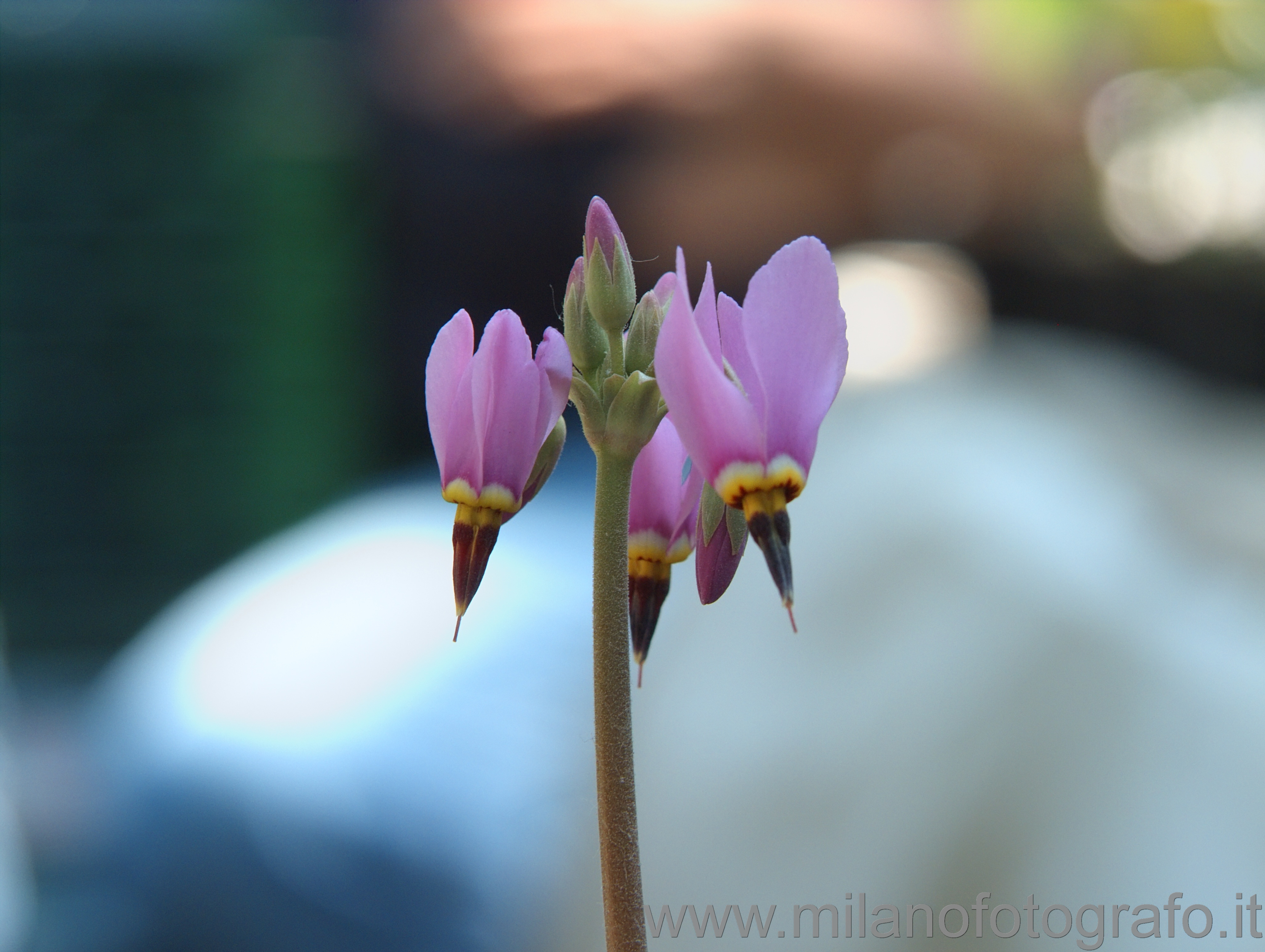 Milano: Fiore di pianta da giardino roccioso - Milano