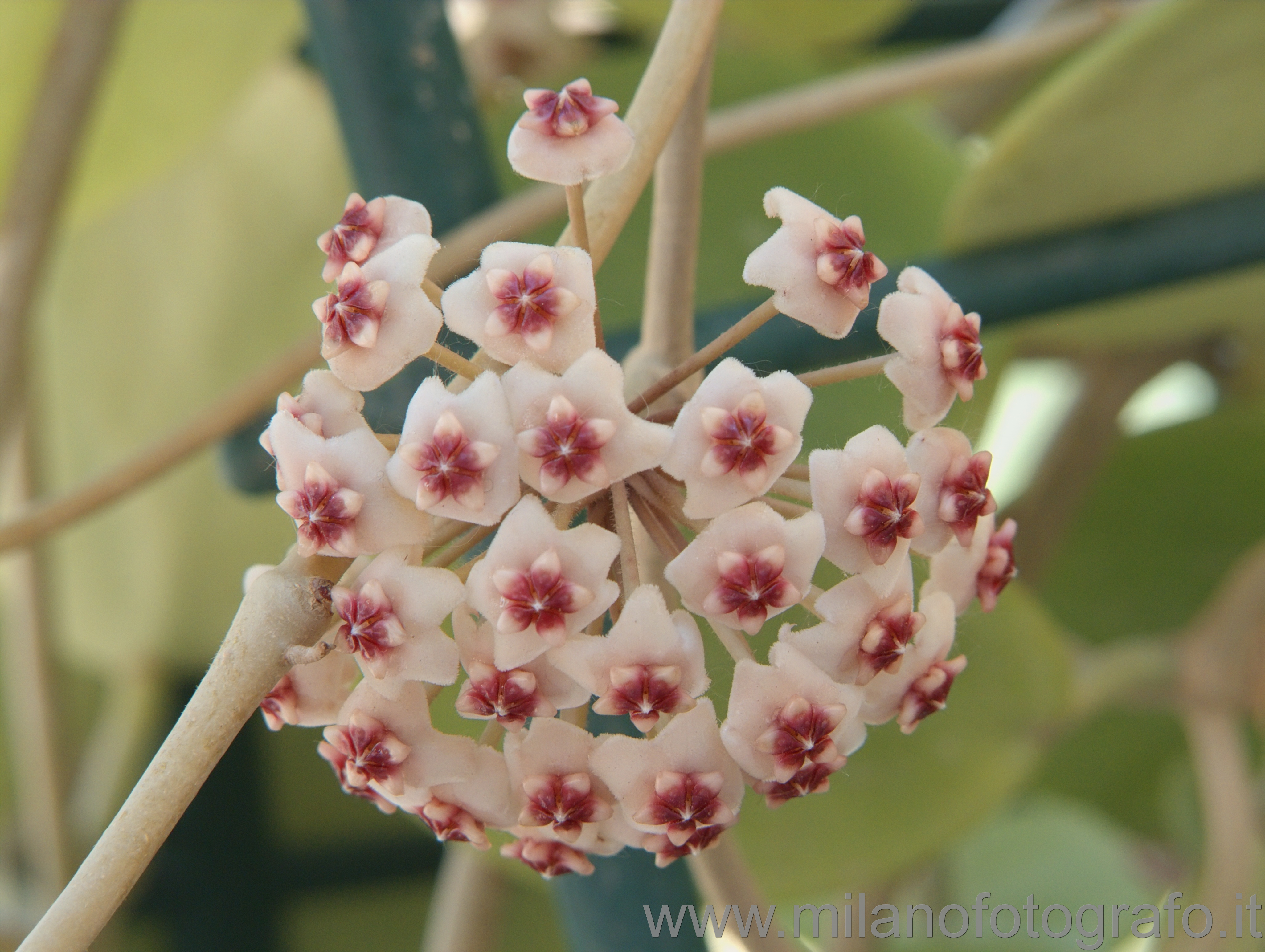 Milan (Italy): Hoya flowers - Milan (Italy)