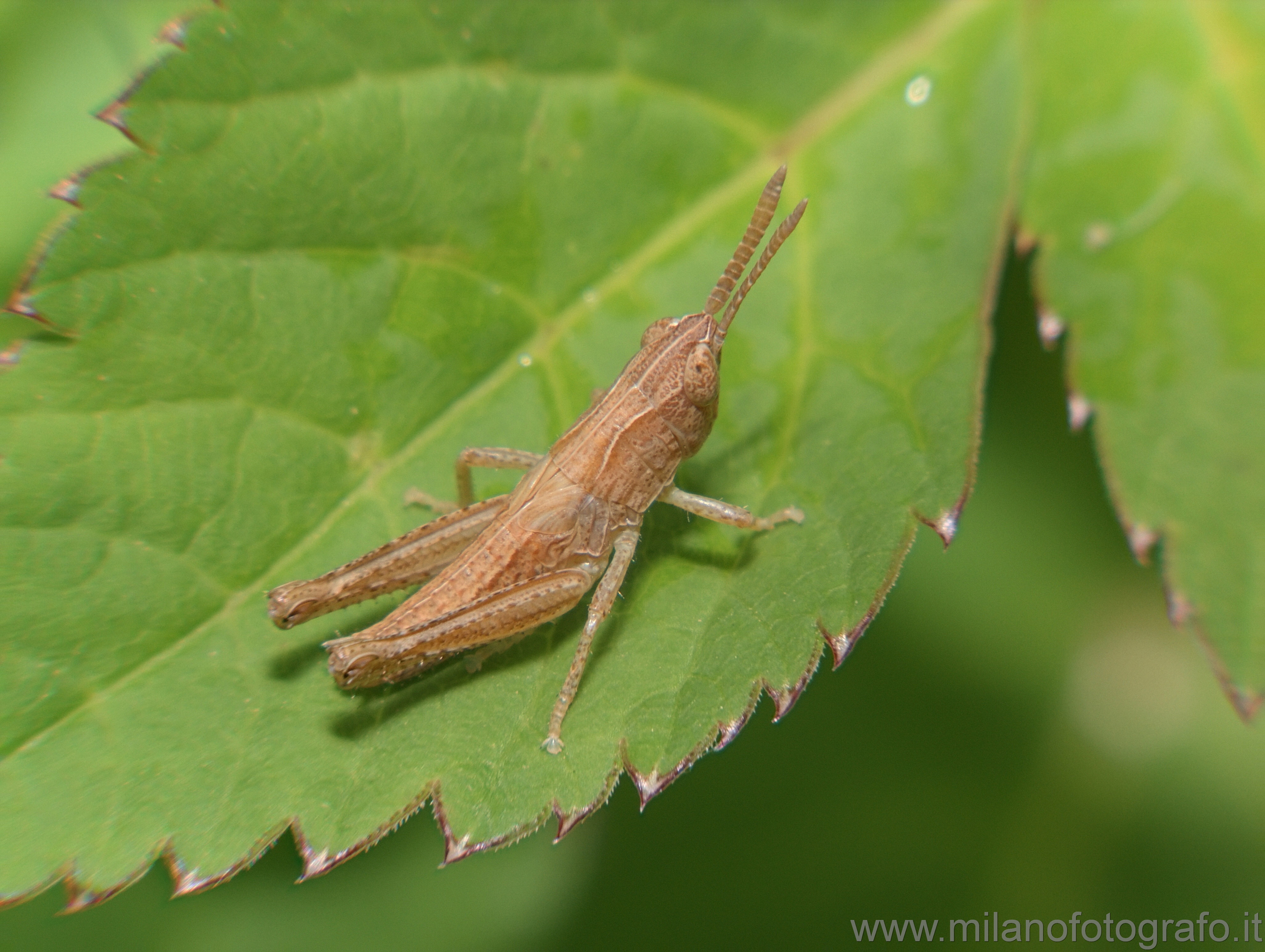Campiglia Cervo (Biella) - Giovane neanide di cavalletta di specie non identificata