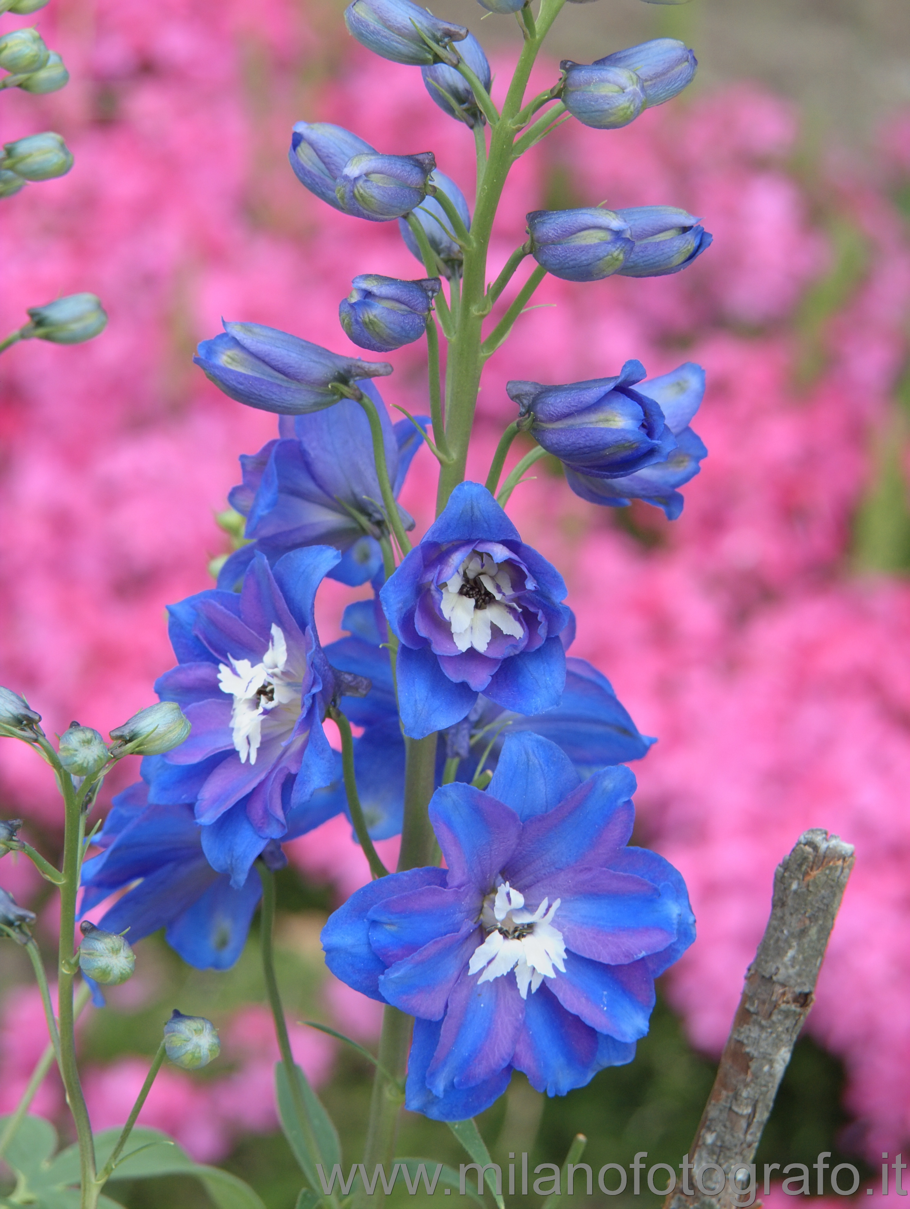 Campiglia Cervo (Biella, Italy): Delphinium flowers - Campiglia Cervo (Biella, Italy)