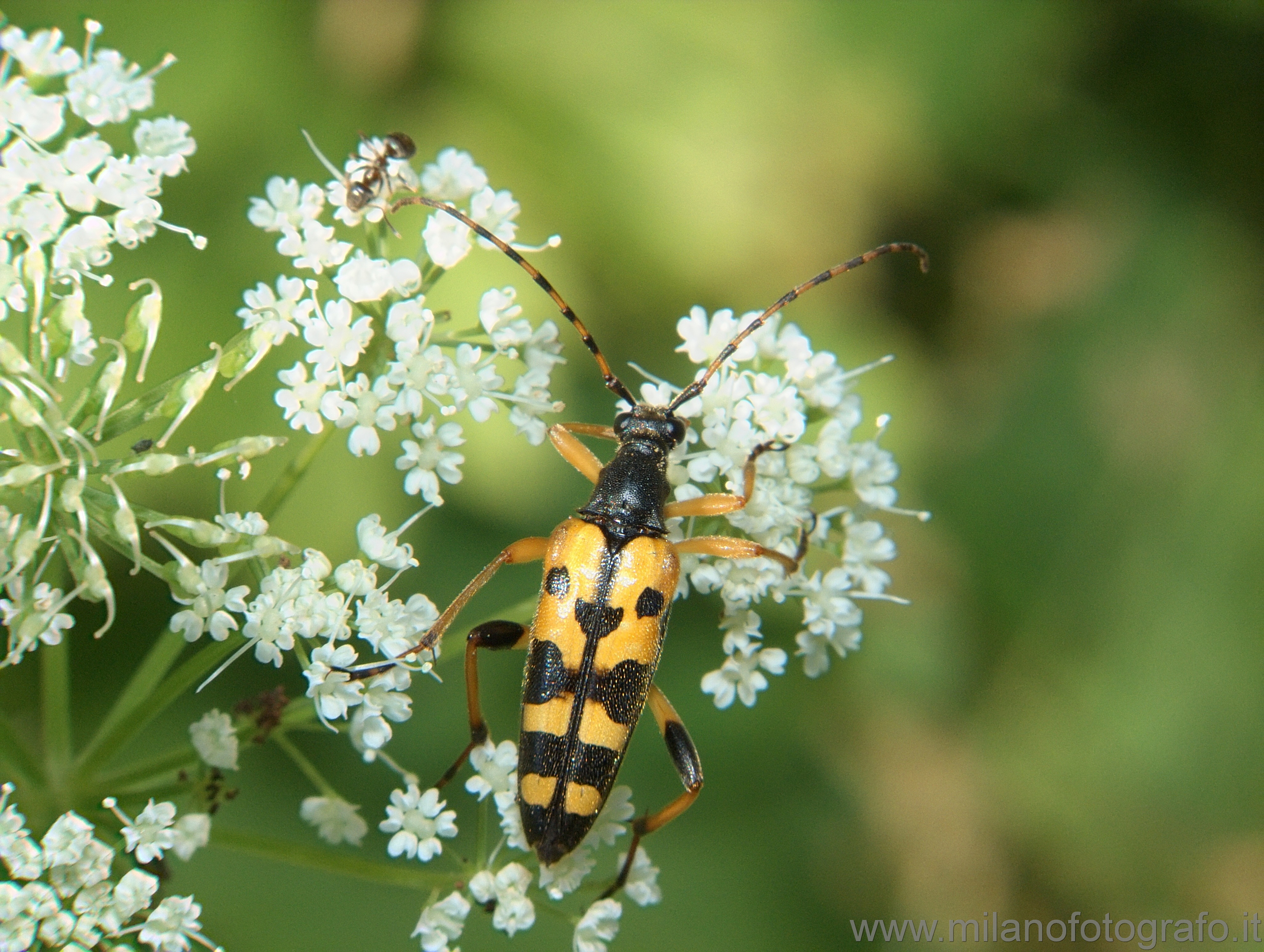 Campiglia Cervo (Biella, Italy): Spotted longhorn beetle (Strangalia maculata) (?) - Campiglia Cervo (Biella, Italy)