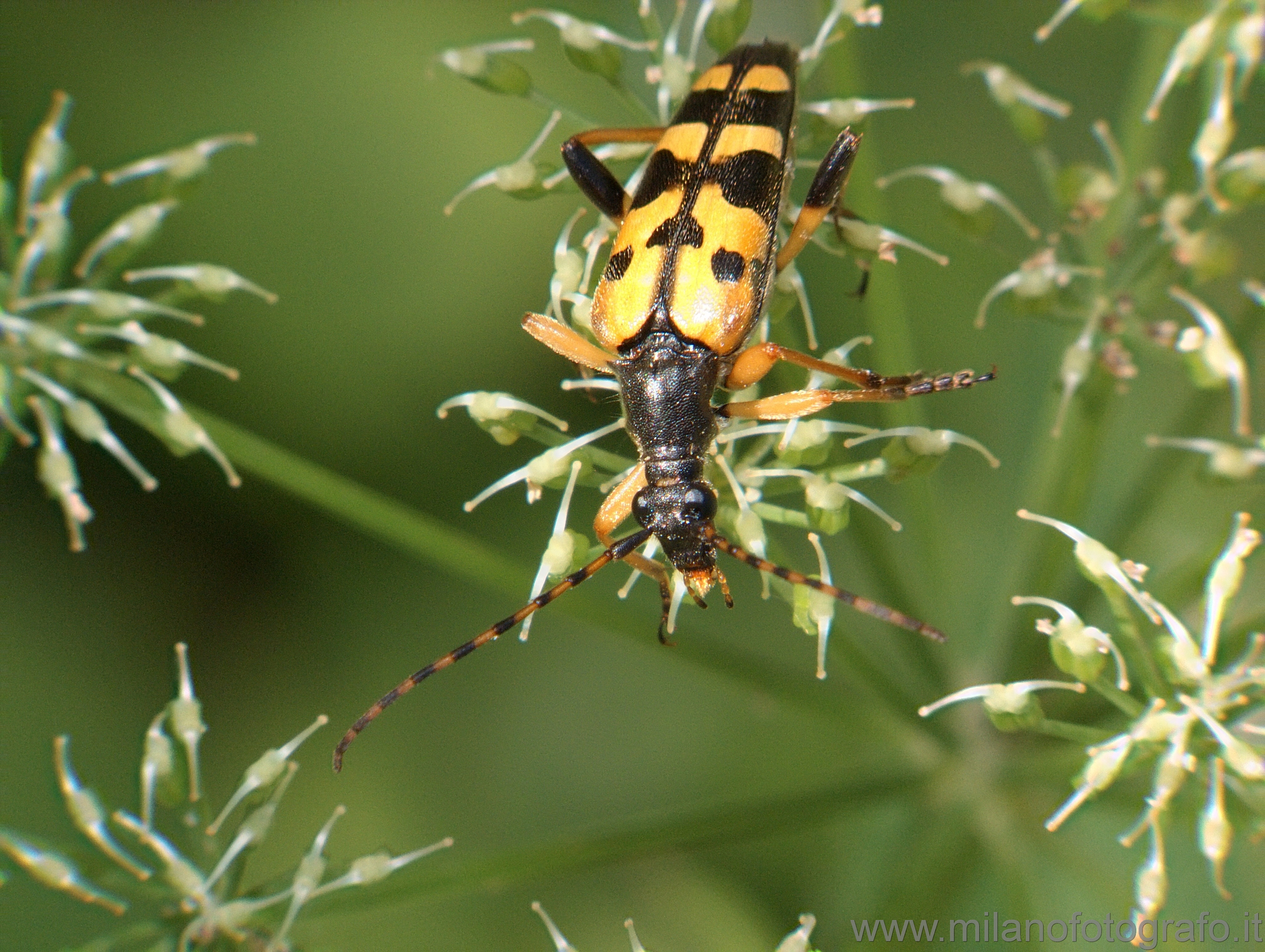 Campiglia Cervo (Biella): Coleottero cerambicide (Strangalia maculata ?) - Campiglia Cervo (Biella)