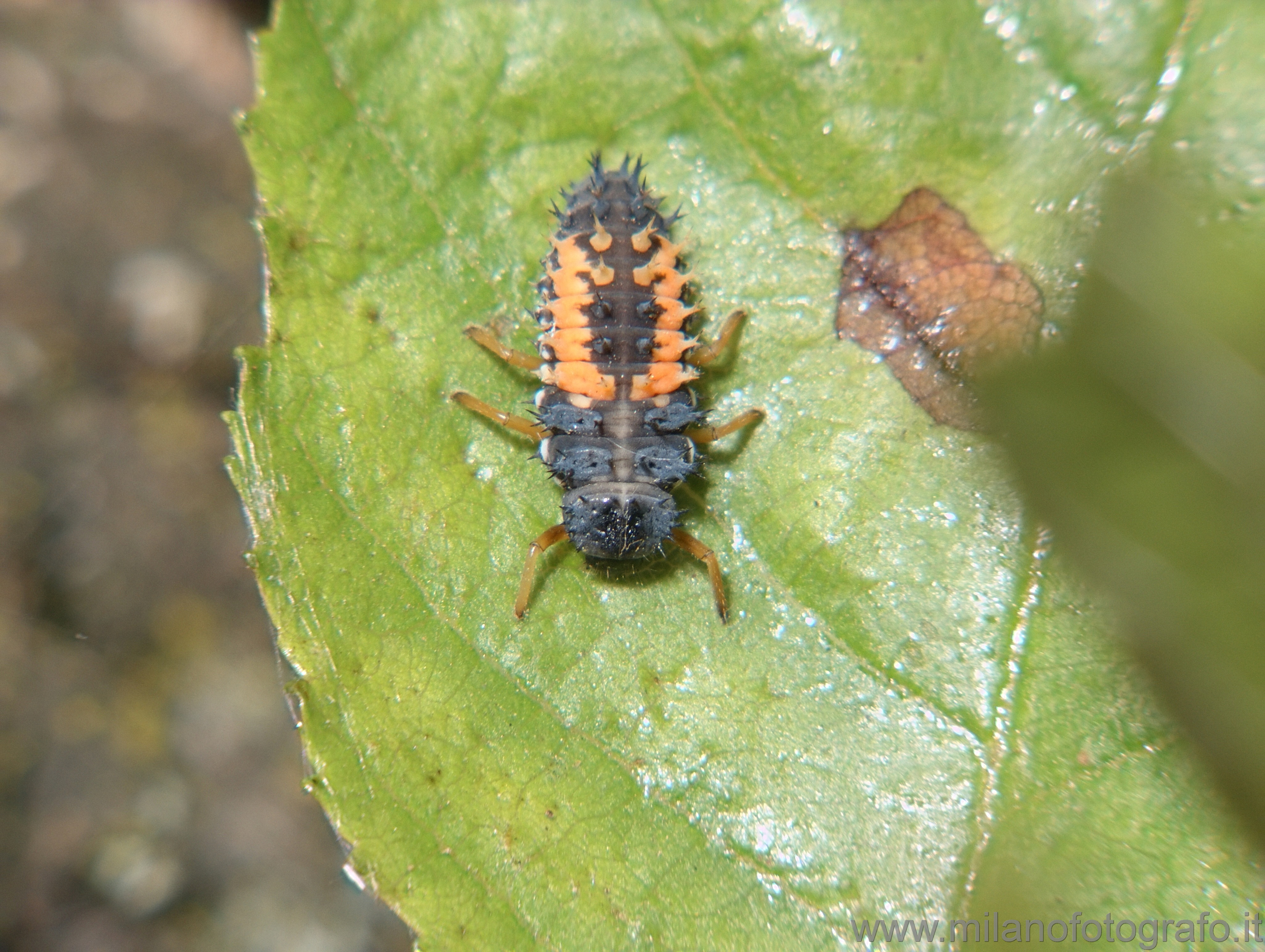 Cadrezzate (Varese, Italy): Probably larva of crysomelide beetle of not with certainty identified species (see other picture) - Cadrezzate (Varese, Italy)