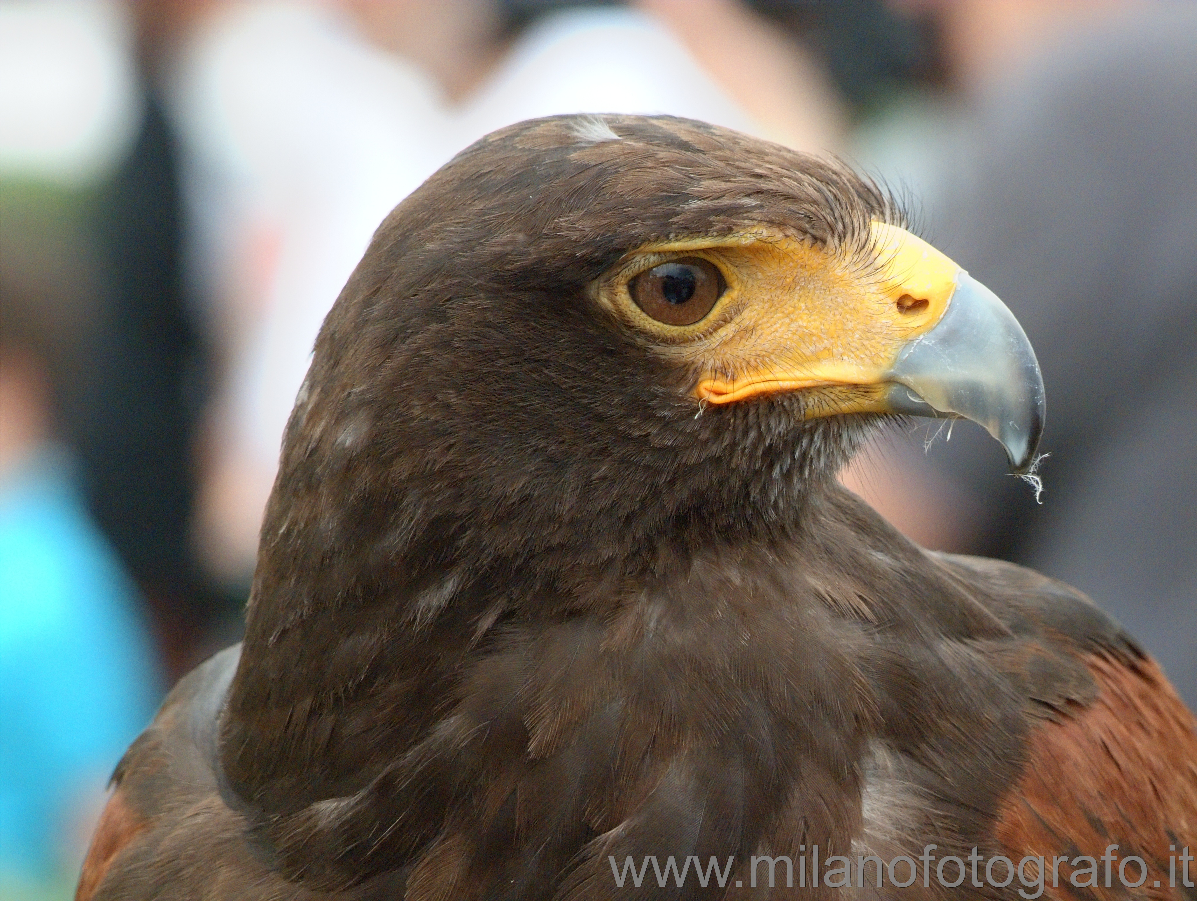 Milan (Italy) - Harris's Hawk