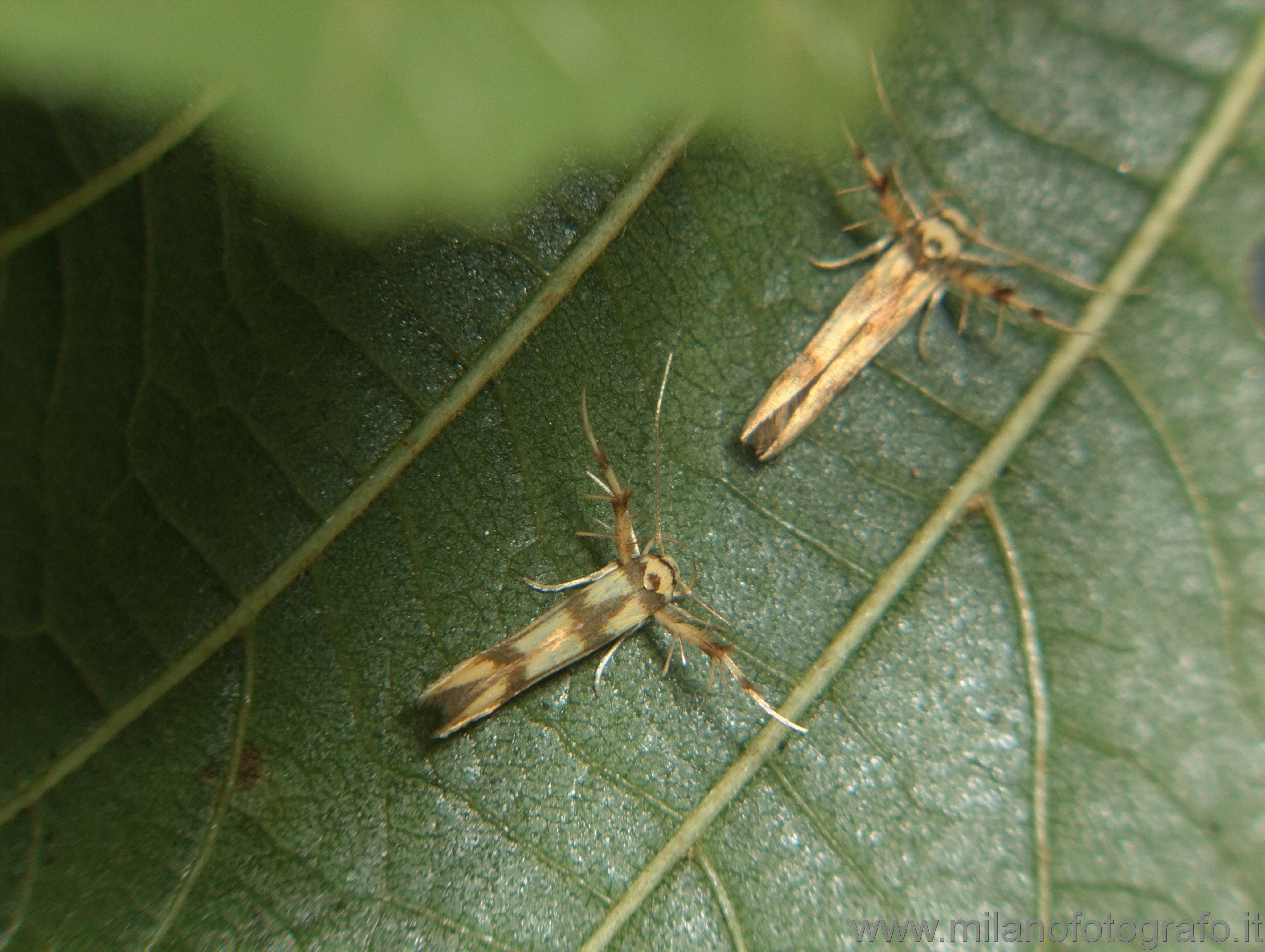 Cadrezzate (Varese, Italy): Stathmopoda pedella - Cadrezzate (Varese, Italy)