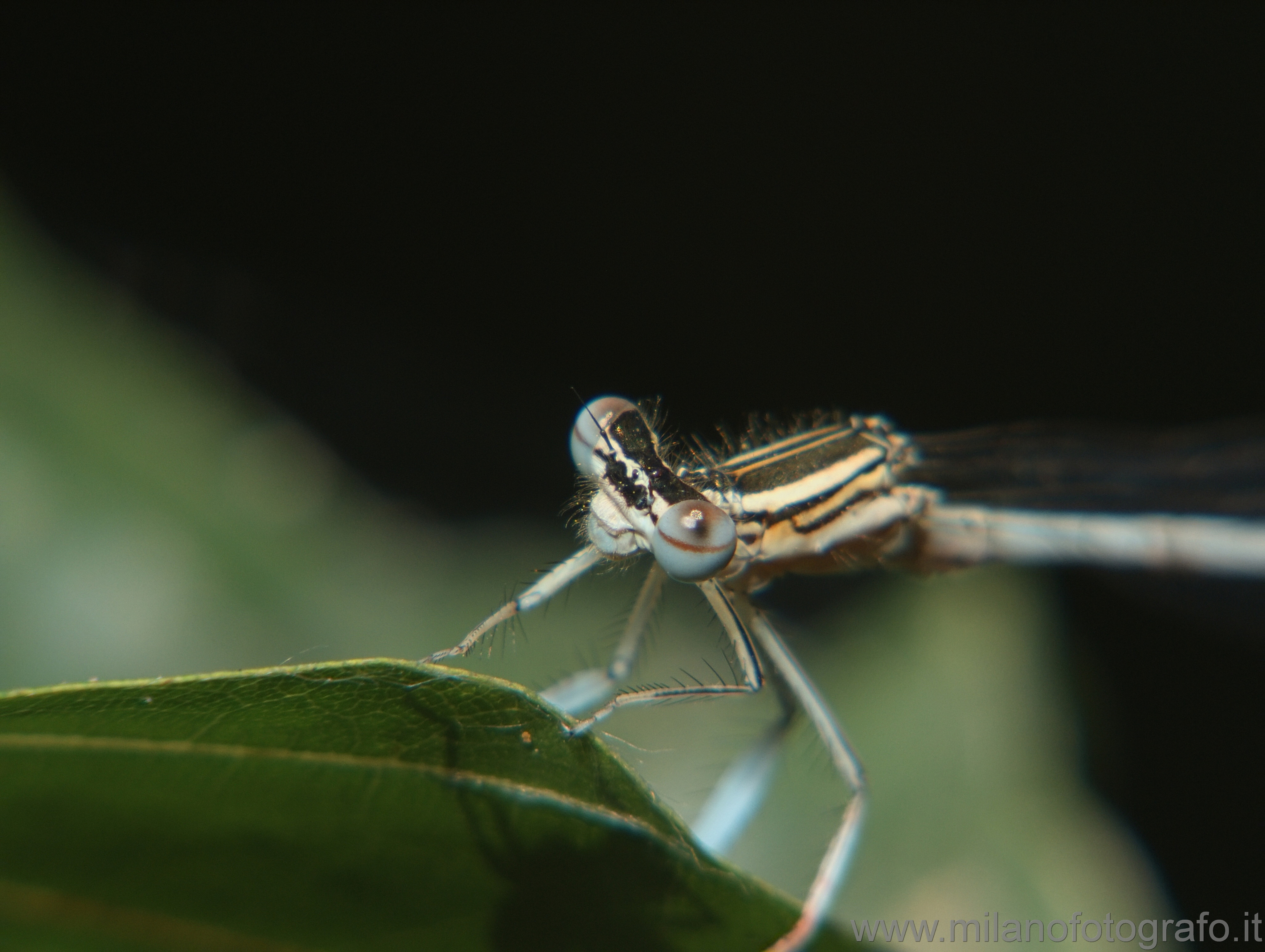 Vaprio d' Adda (Milan, Italy): Probably female Platycnemis pennipes? - Vaprio d' Adda (Milan, Italy)