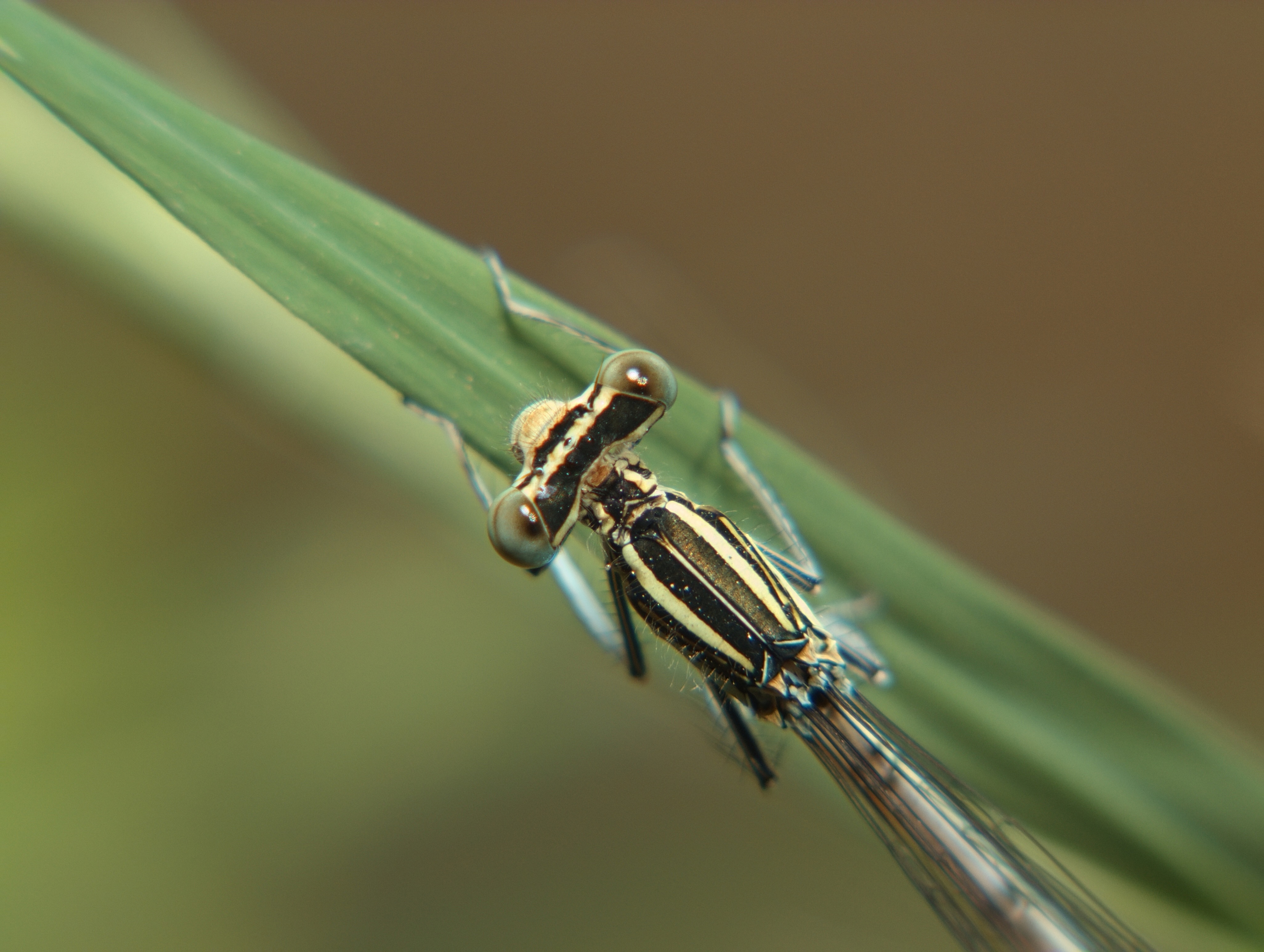 Vaprio d' Adda (Milan, Italy): Probably female Platycnemis pennipes? - Vaprio d' Adda (Milan, Italy)