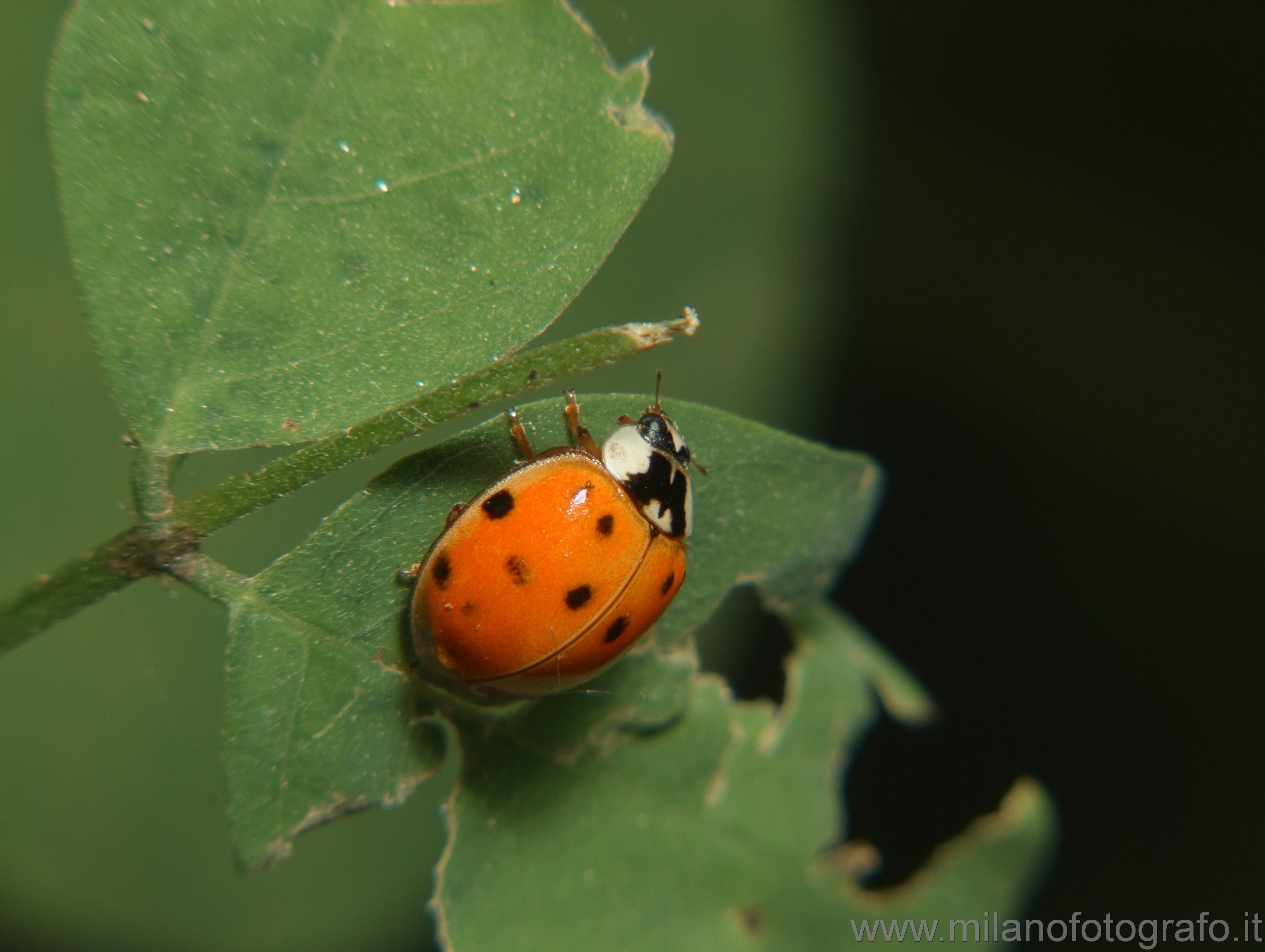 Cadrezzate (Varese, Italy): Coccinella septempuntata - Cadrezzate (Varese, Italy)