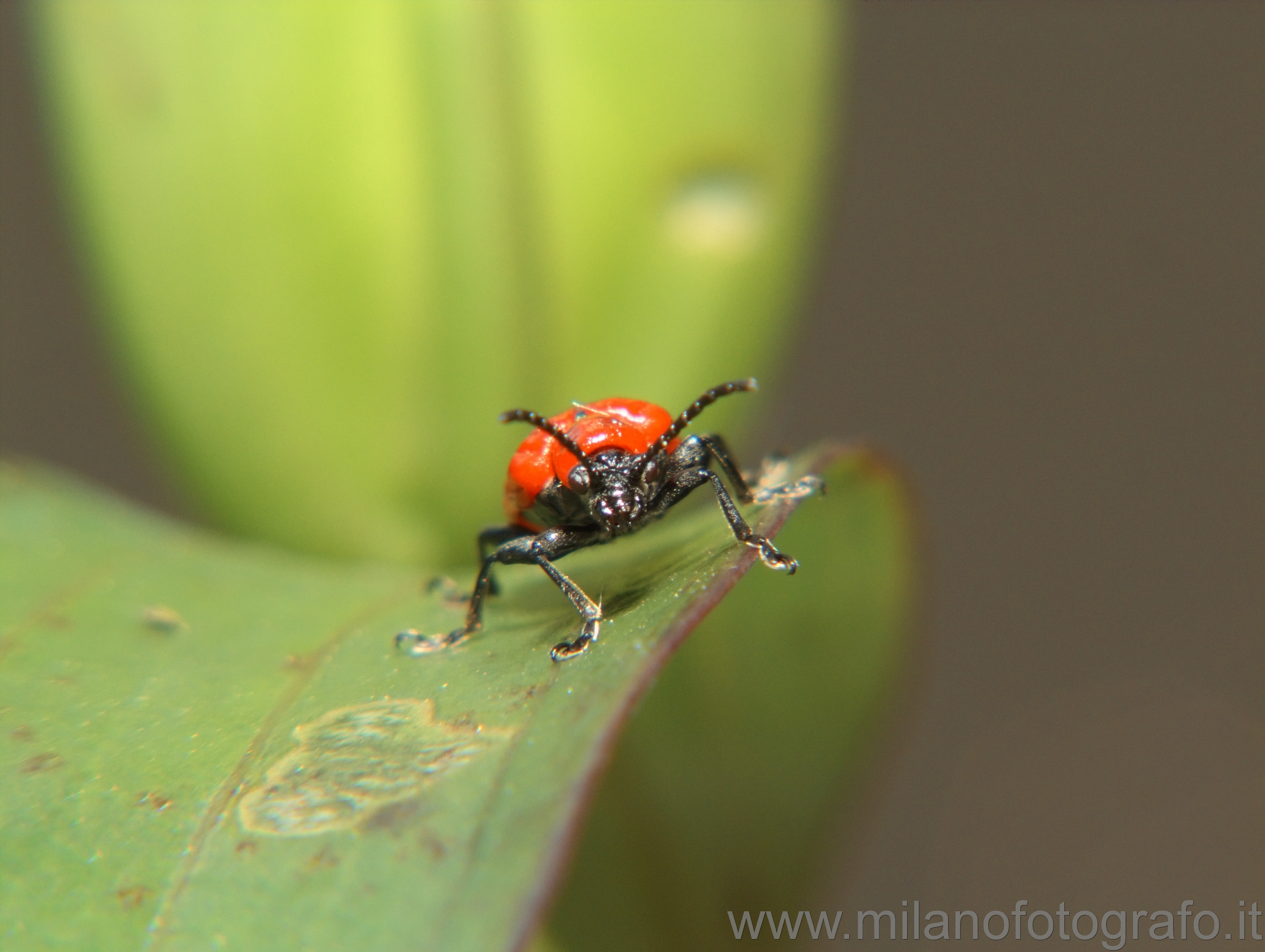 Campiglia Cervo (Biella): Probabilmente Lilioceris lilii (di fronte) - Campiglia Cervo (Biella)