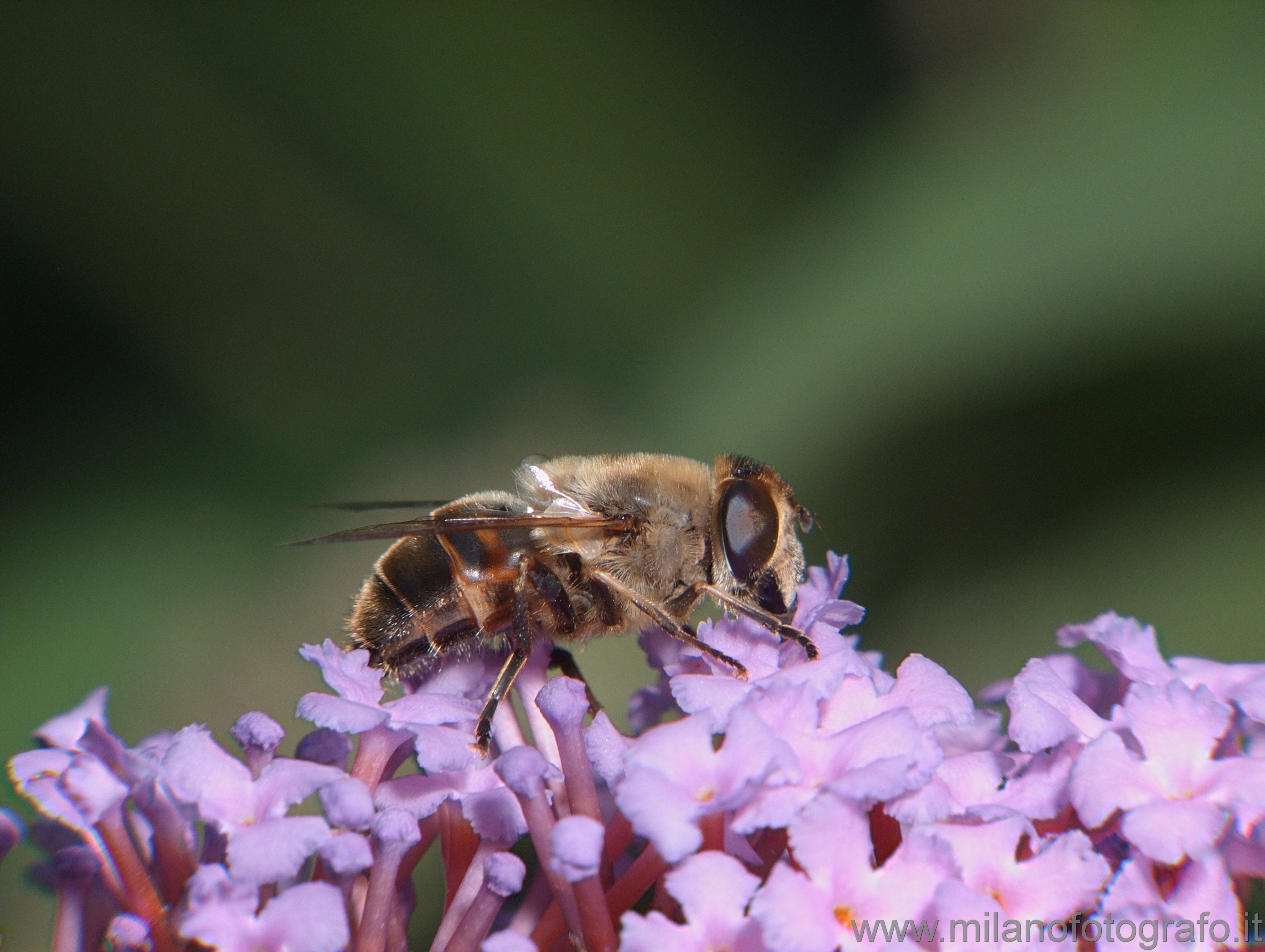 Cadrezzate (Varese, Italy): Eristalis tenax (probably) - Cadrezzate (Varese, Italy)