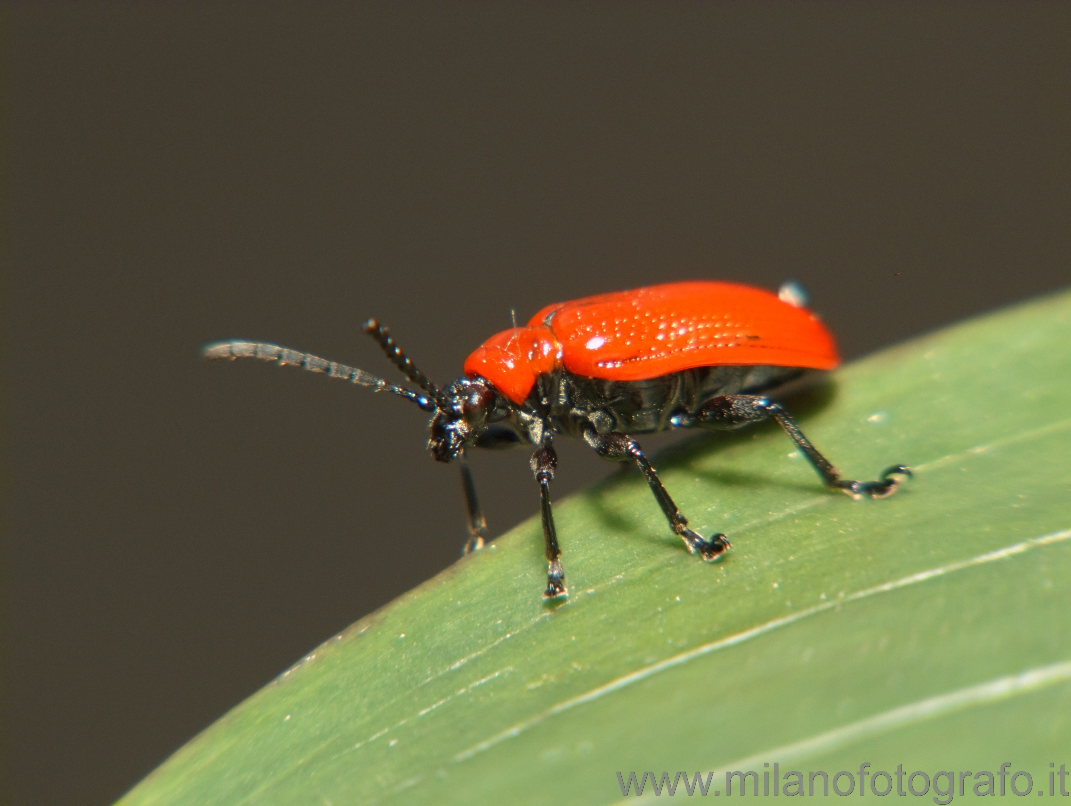 Campiglia Cervo (Biella): Probabilmente Lilioceris lilii - Campiglia Cervo (Biella)