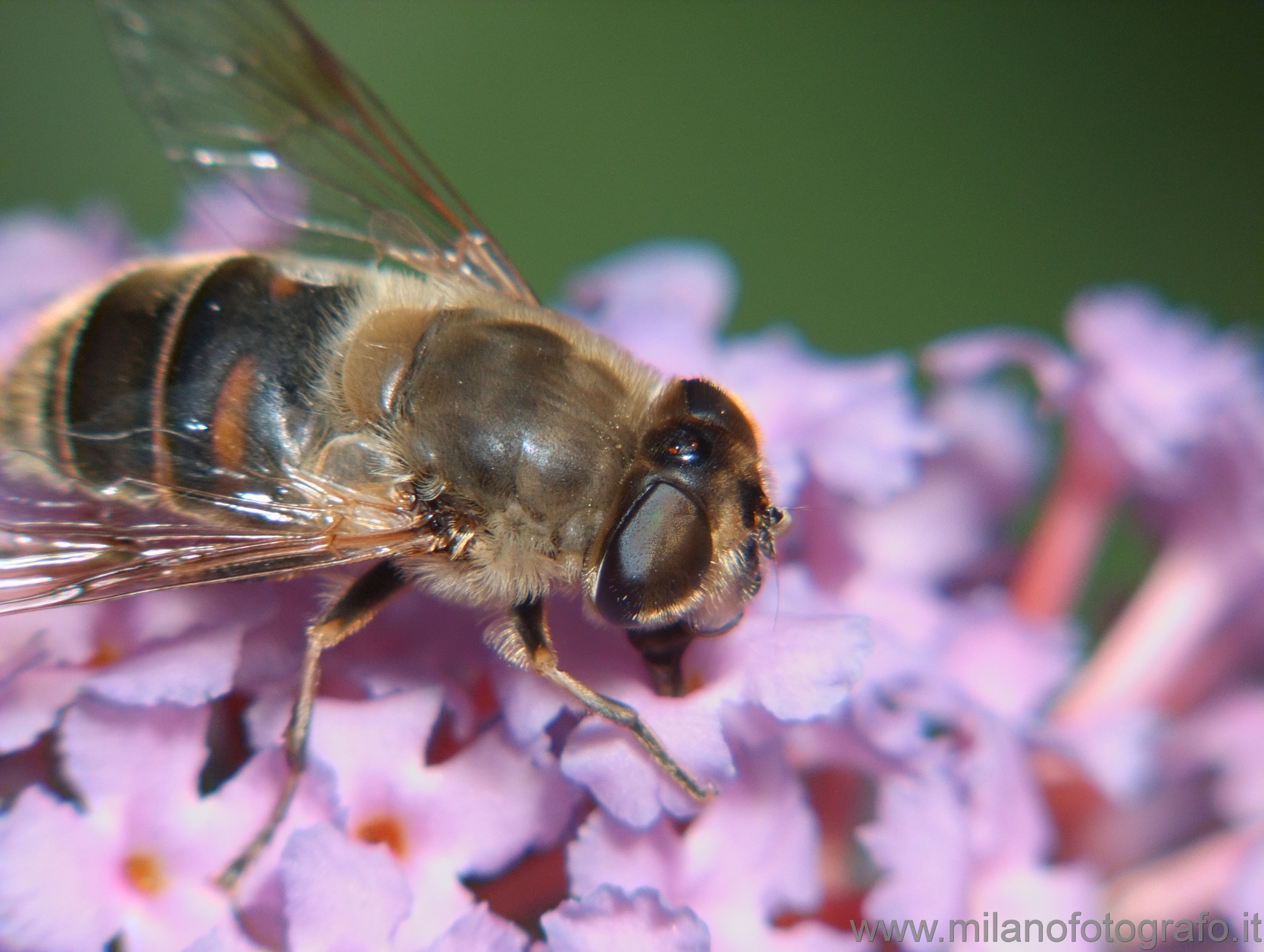 Cadrezzate (Varese): Eristalis tenax (probabilmente) - Cadrezzate (Varese)