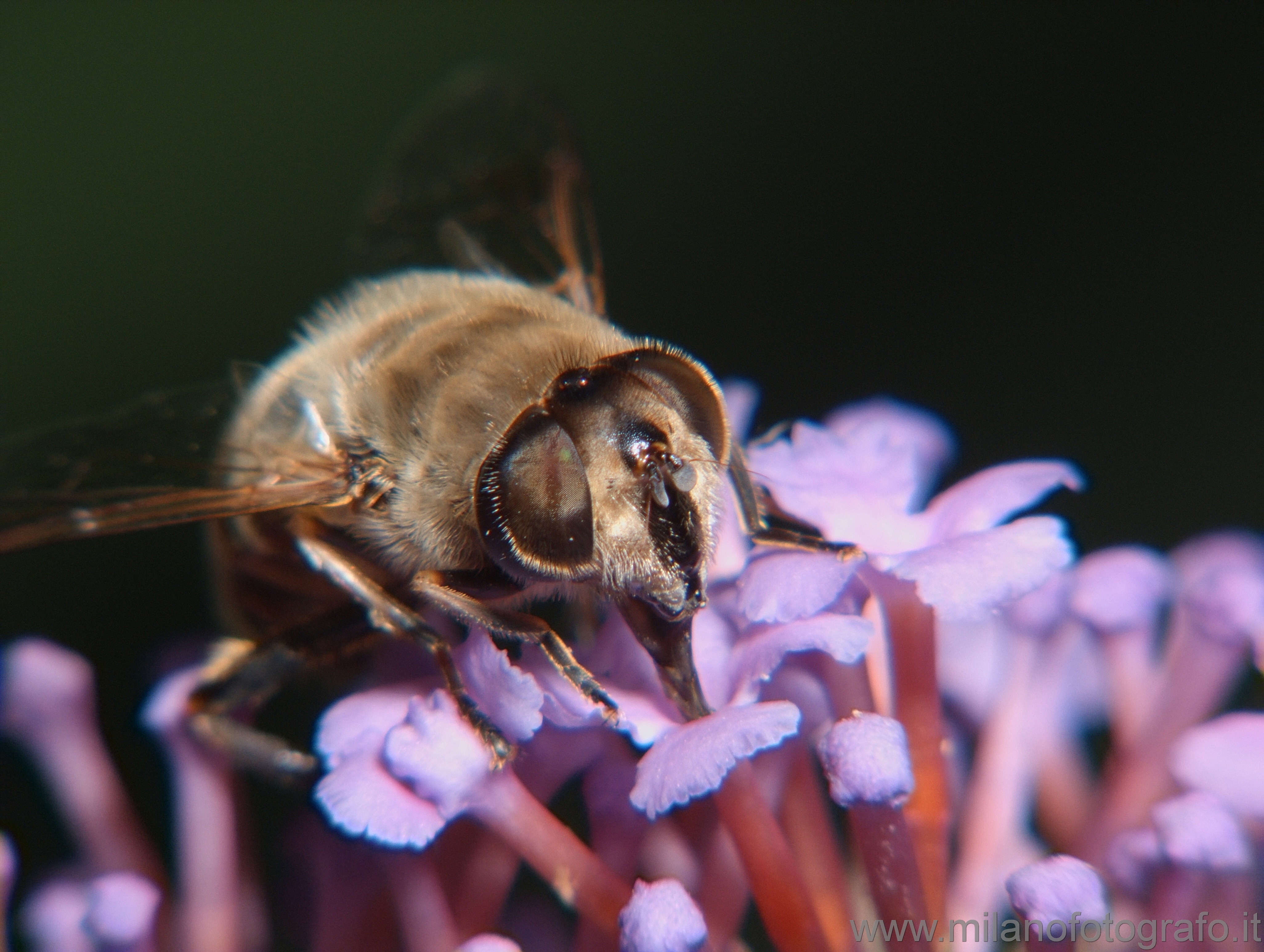 Cadrezzate (Varese): Eristalis tenax (probabilmente) - Cadrezzate (Varese)