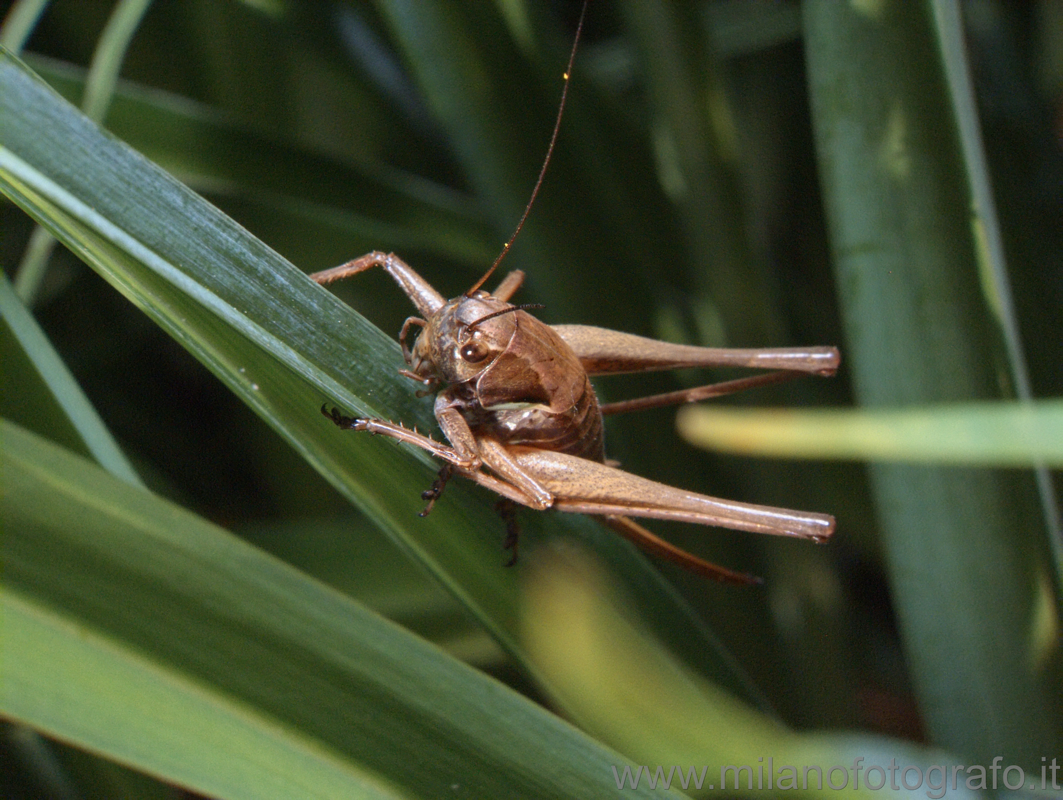 Campiglia Cervo (Biella, Italy) - Grasshopper