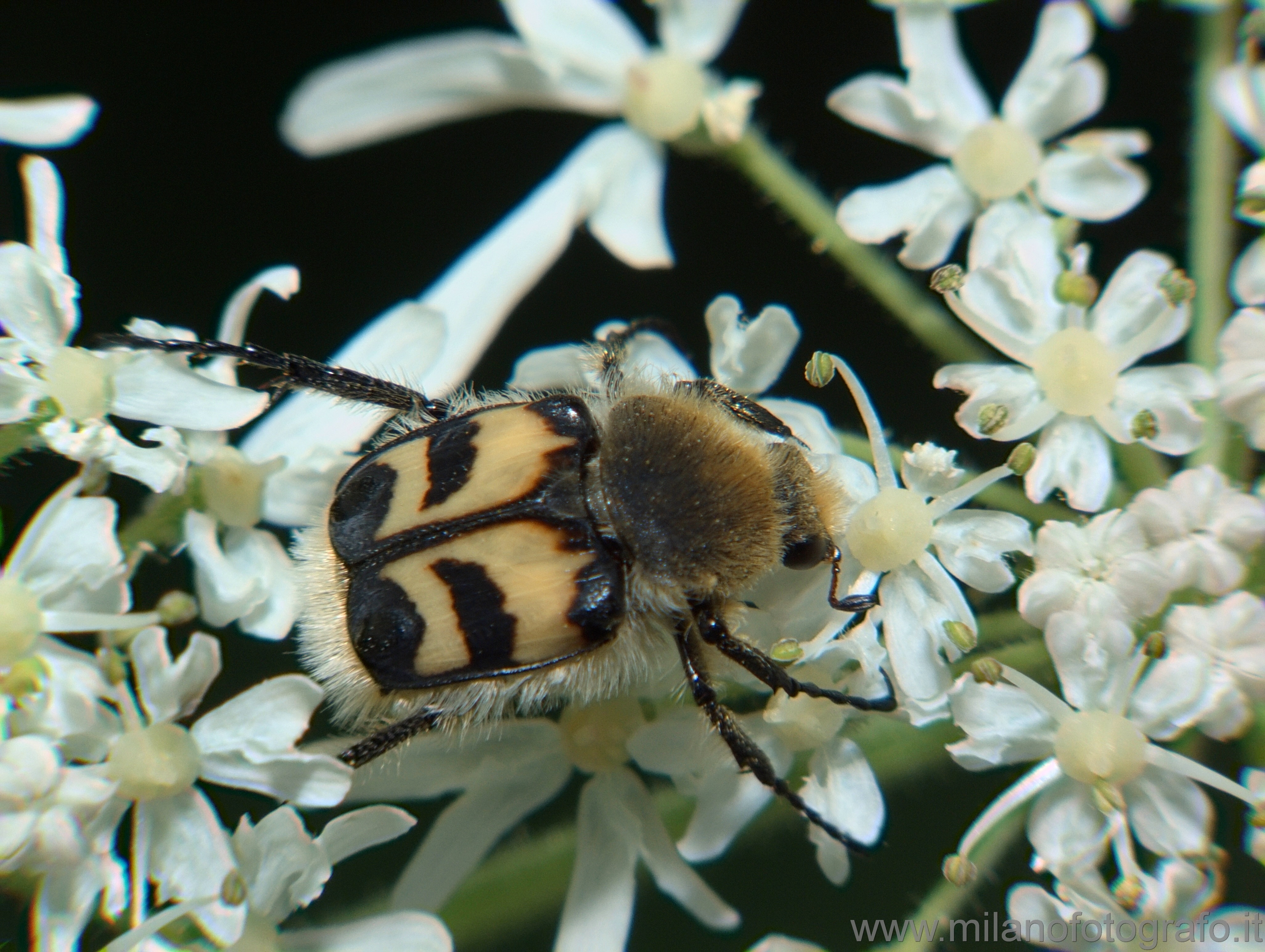 Rosazza (Biella): Trichius fasciatus - Rosazza (Biella)