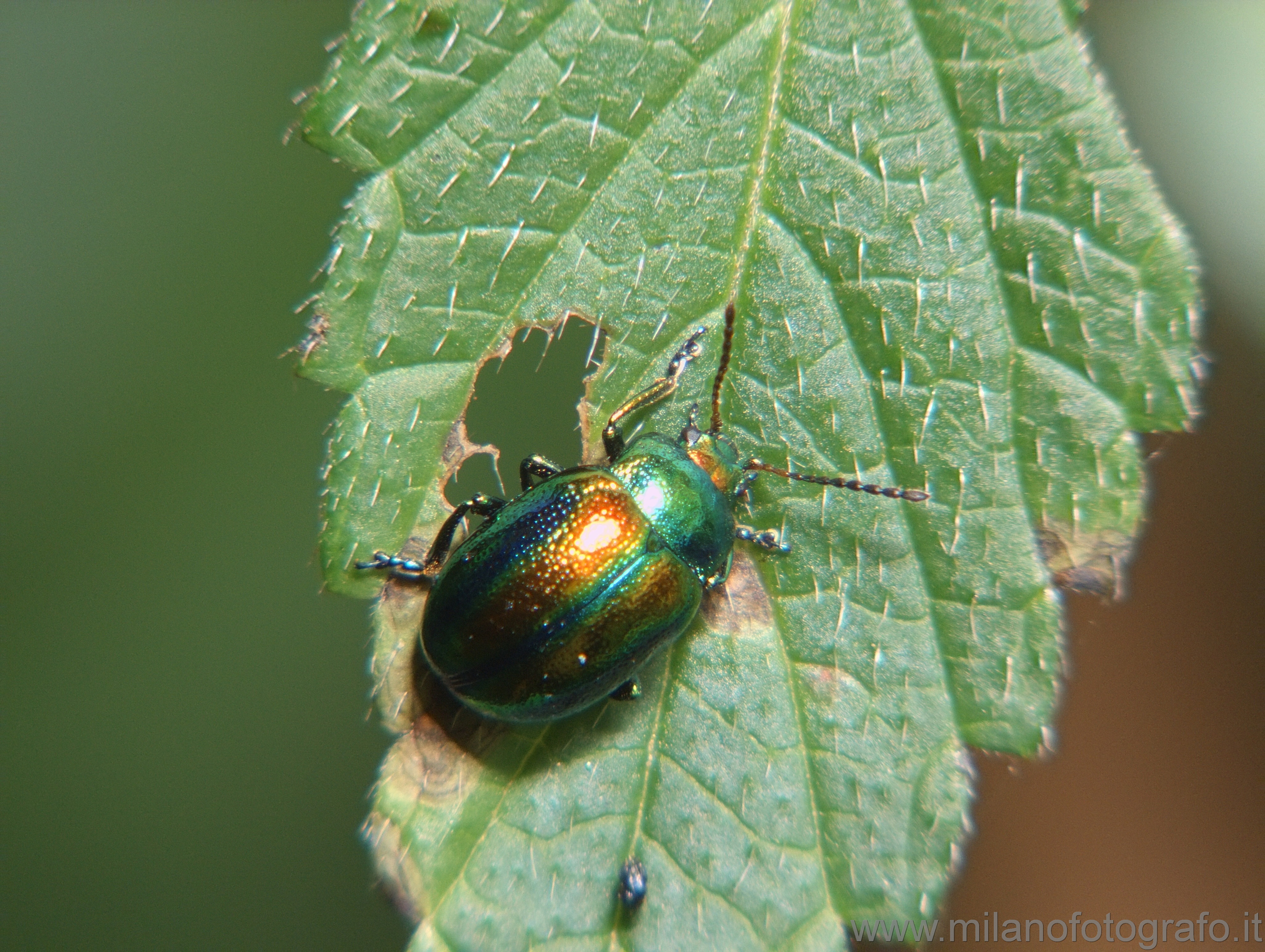 Rosazza (Biella): Crisomelide di specie non identificata - Rosazza (Biella)