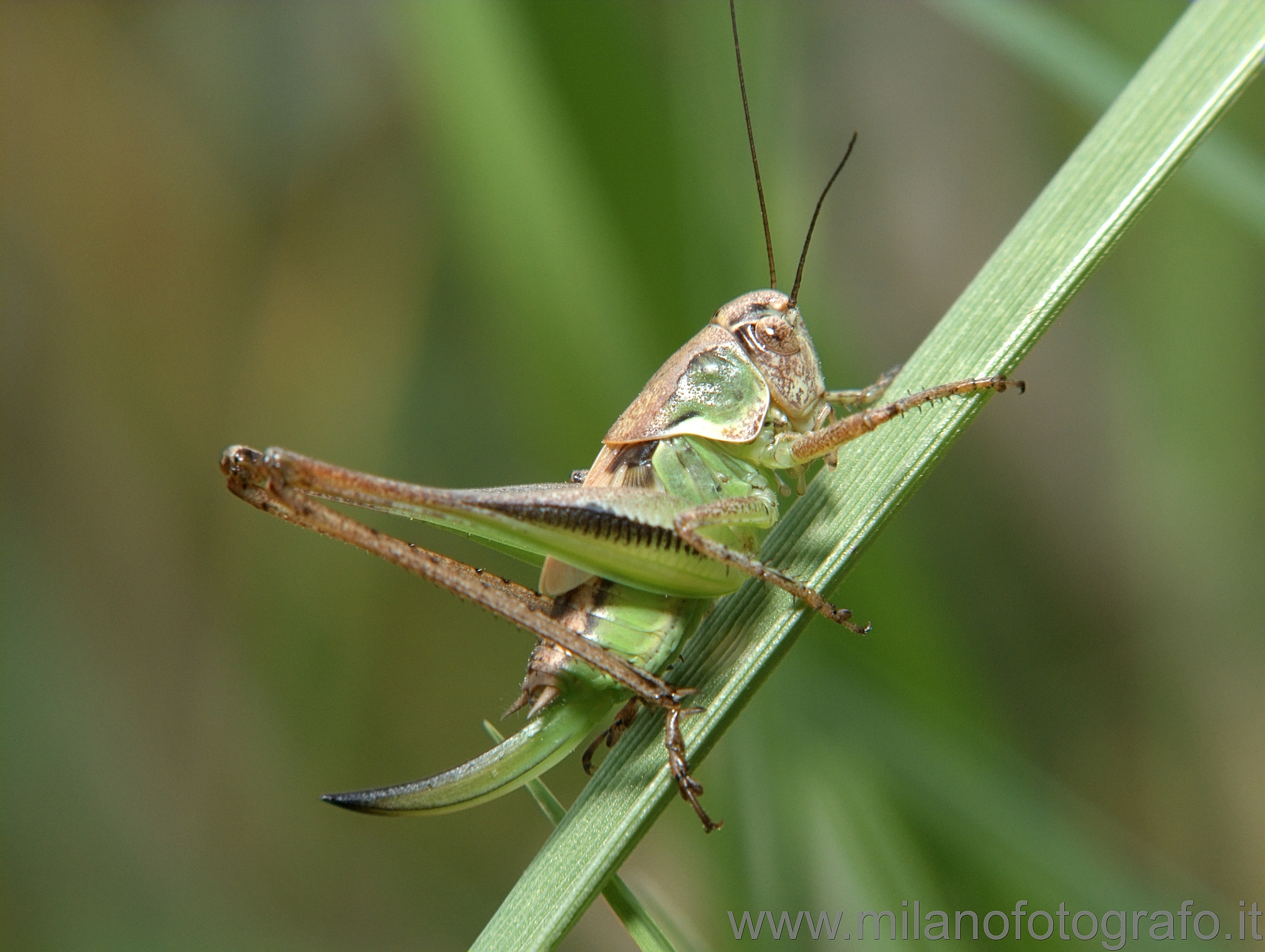 La Balma (Biella, Italy): Young grashopper - La Balma (Biella, Italy)