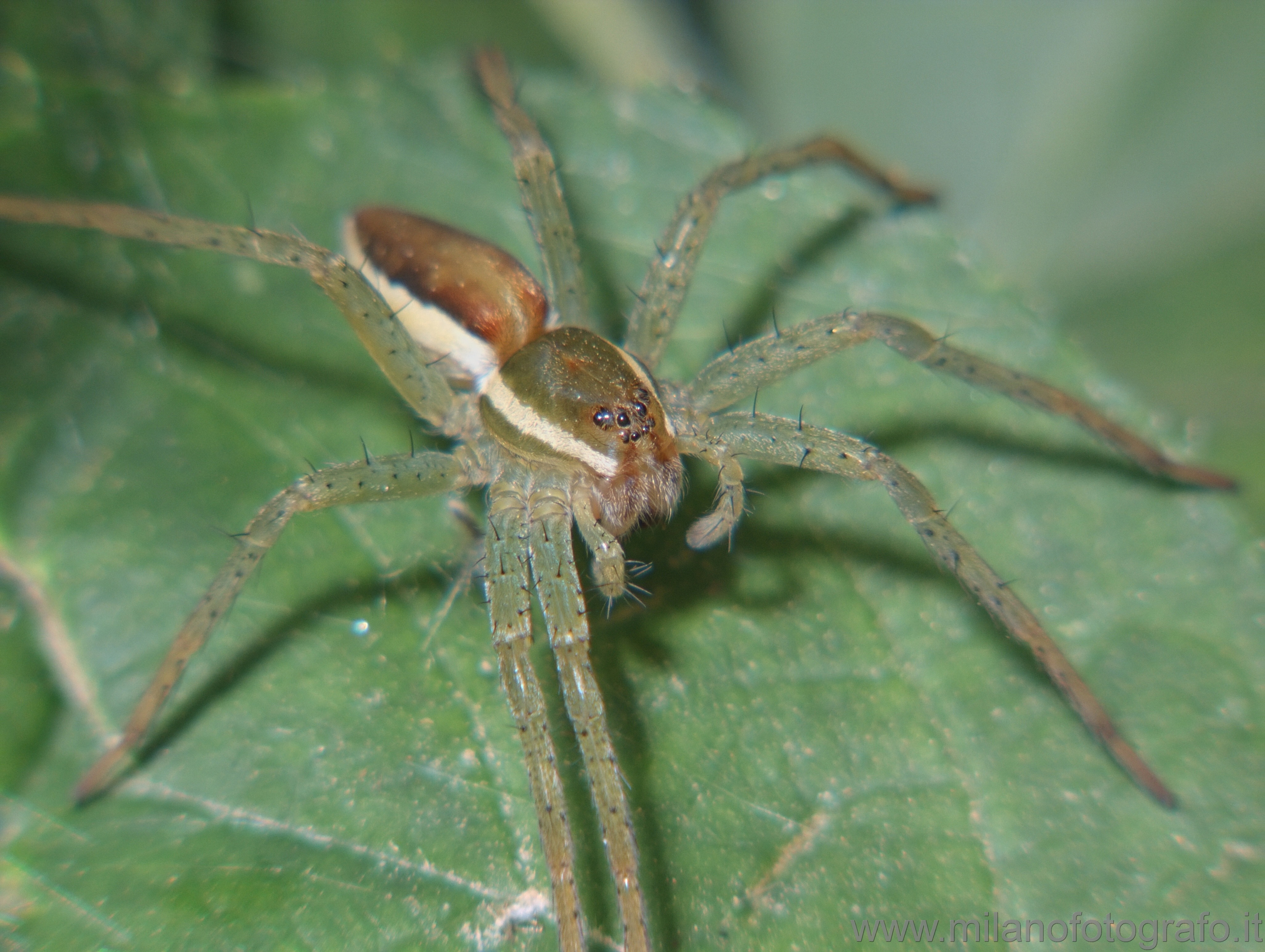 Cadrezzate (Varese) - Ragno di specie non identificata
