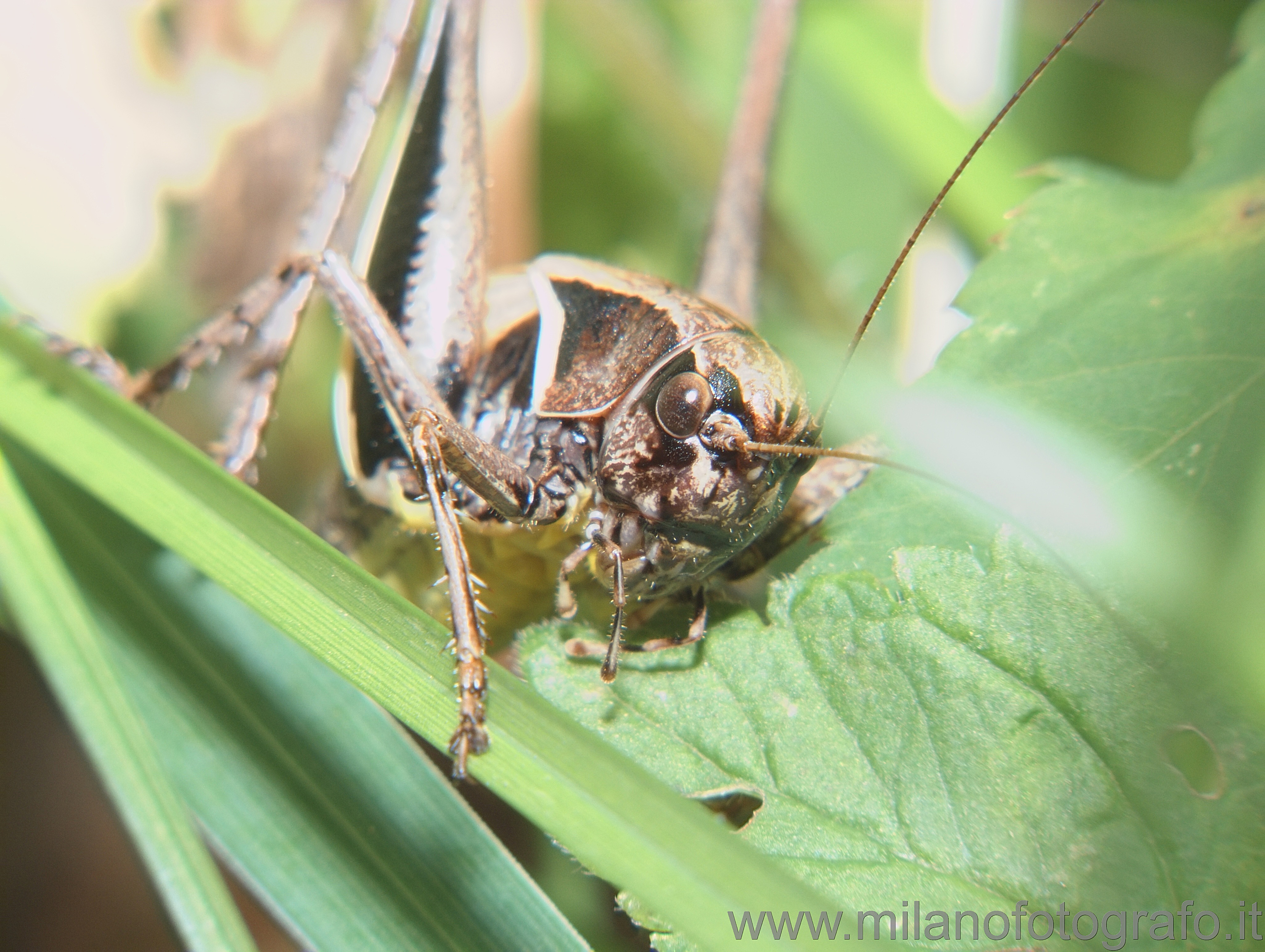 Rosazza (Biella, Italy): Young grashopper - Rosazza (Biella, Italy)